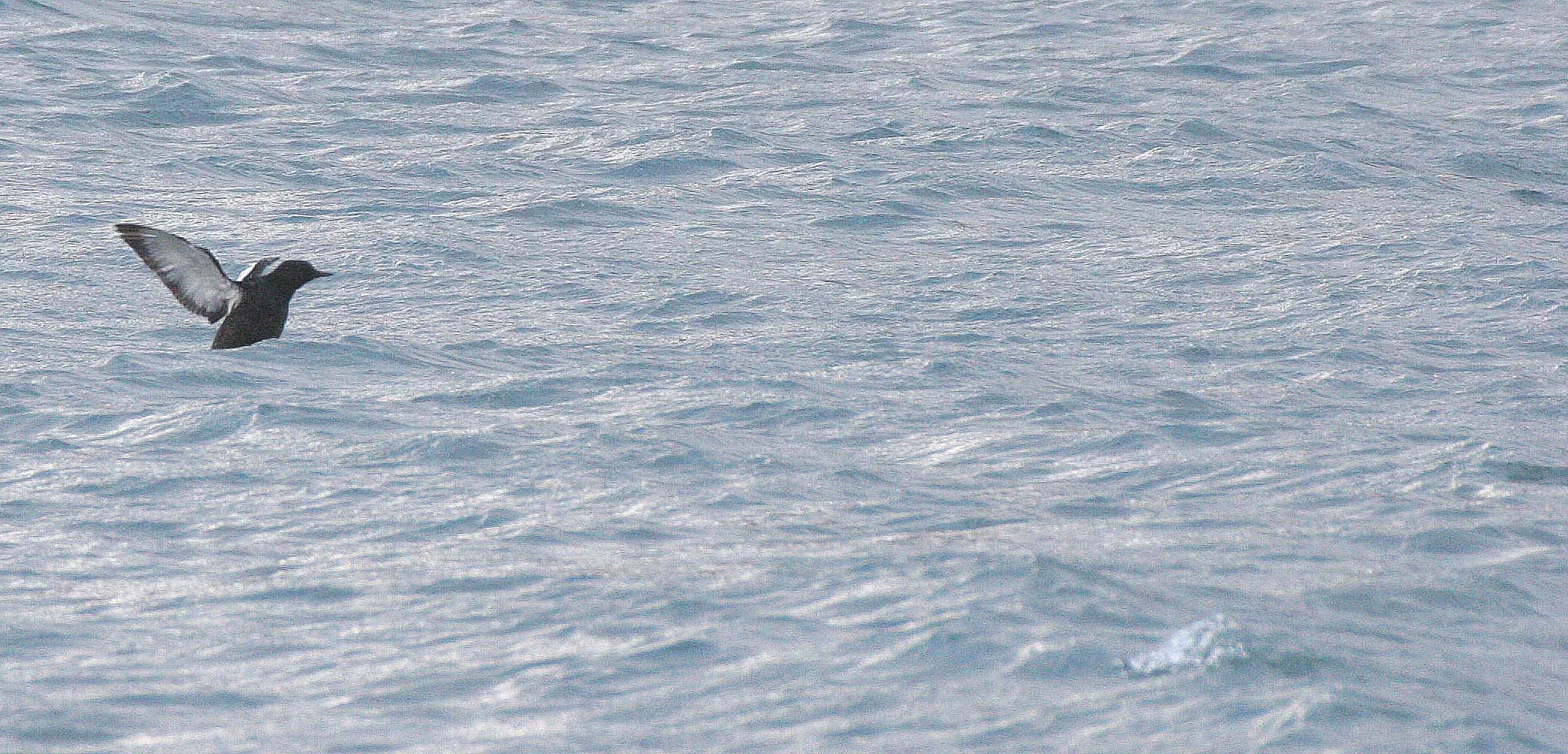 Cepphus grylle mandtii - BLACK GUILLEMOT - SVALBARD (4).jpg