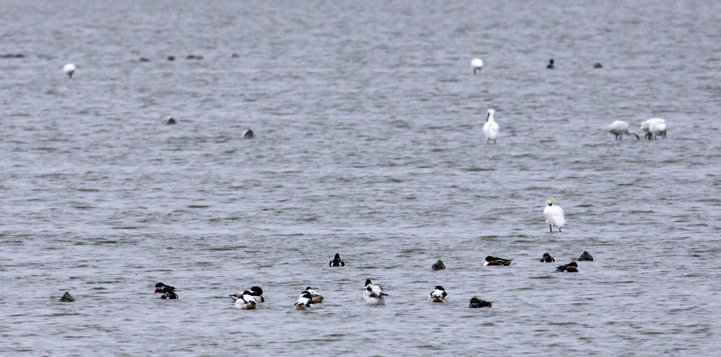 SHELDUCK - COMMON SHELDUCK - Tadorna tadorna - YANCHENG CHINA (4).JPG