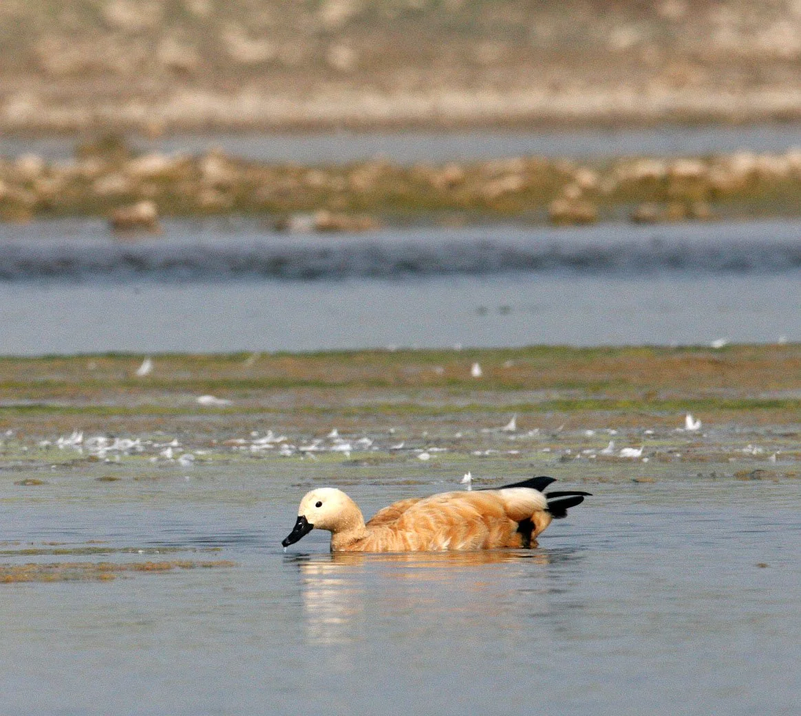 SHELDUCK - RUDDY SHELDUCK  - Tadorna ferruginea - CHAMBAL RIVER SANCTUARY INDIA (27).JPG