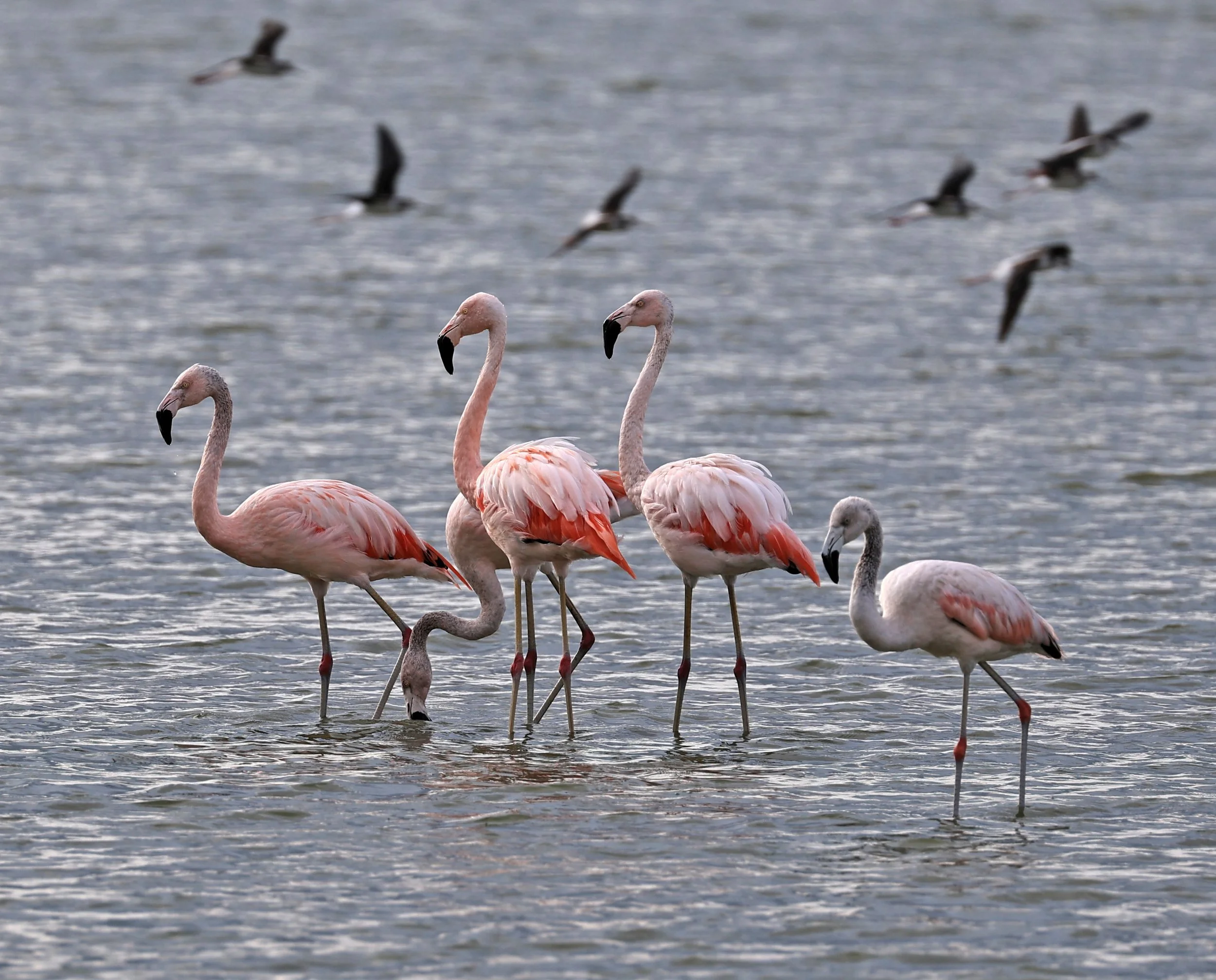 Chilean Flamingo (Phoenicopterus chilensis) Chaco Lodge & Laguna Salada Paraguay (42).jpg