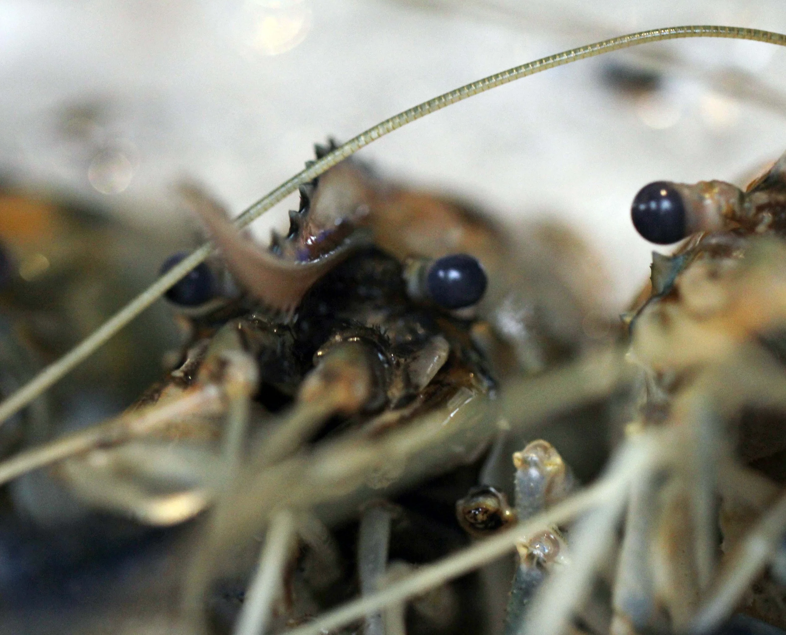 2013 River Treehouse with Friends in Nonthaburi (59).JPG