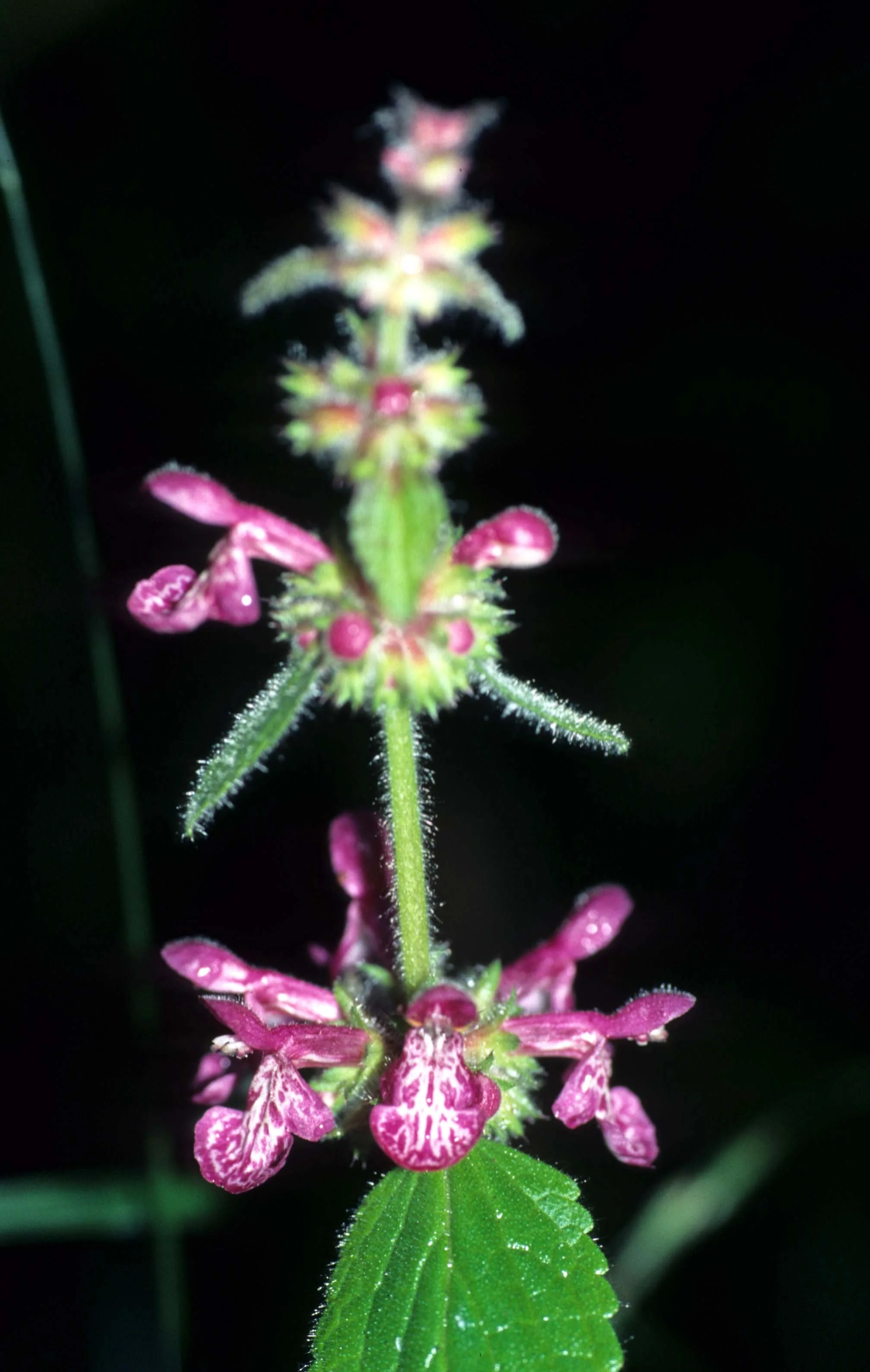 CALIFORNIA - REDWOODS NP - COOLEYS HEDGE NETTLE.jpg