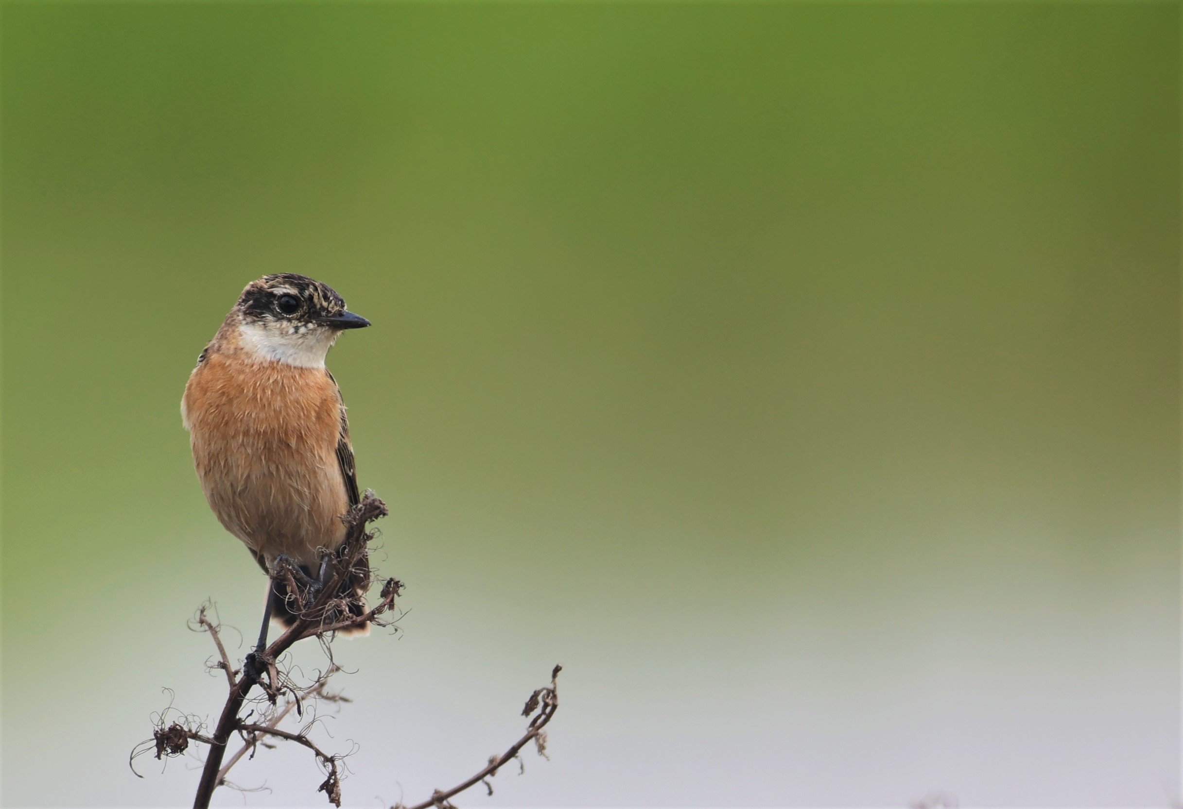 STONECHAT - AMUR (STEJNEGER'S) STONECHAT - Saxicola stejnegeri - PATHUM THANI RICE RESEARCH CENTER 06 NOV 2021 (5).jpg