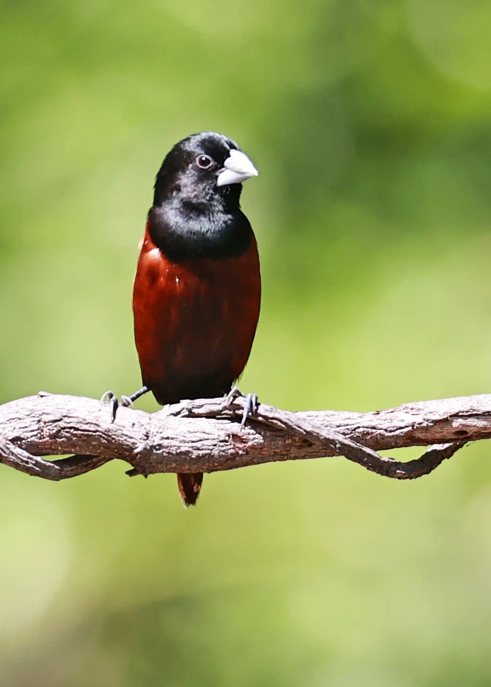 Munia - Black-headed Munia - Lonchura malacca - Bang Pu Mangrove Forest Reserve, Samut Prakan March 30, 2024 (34).jpg