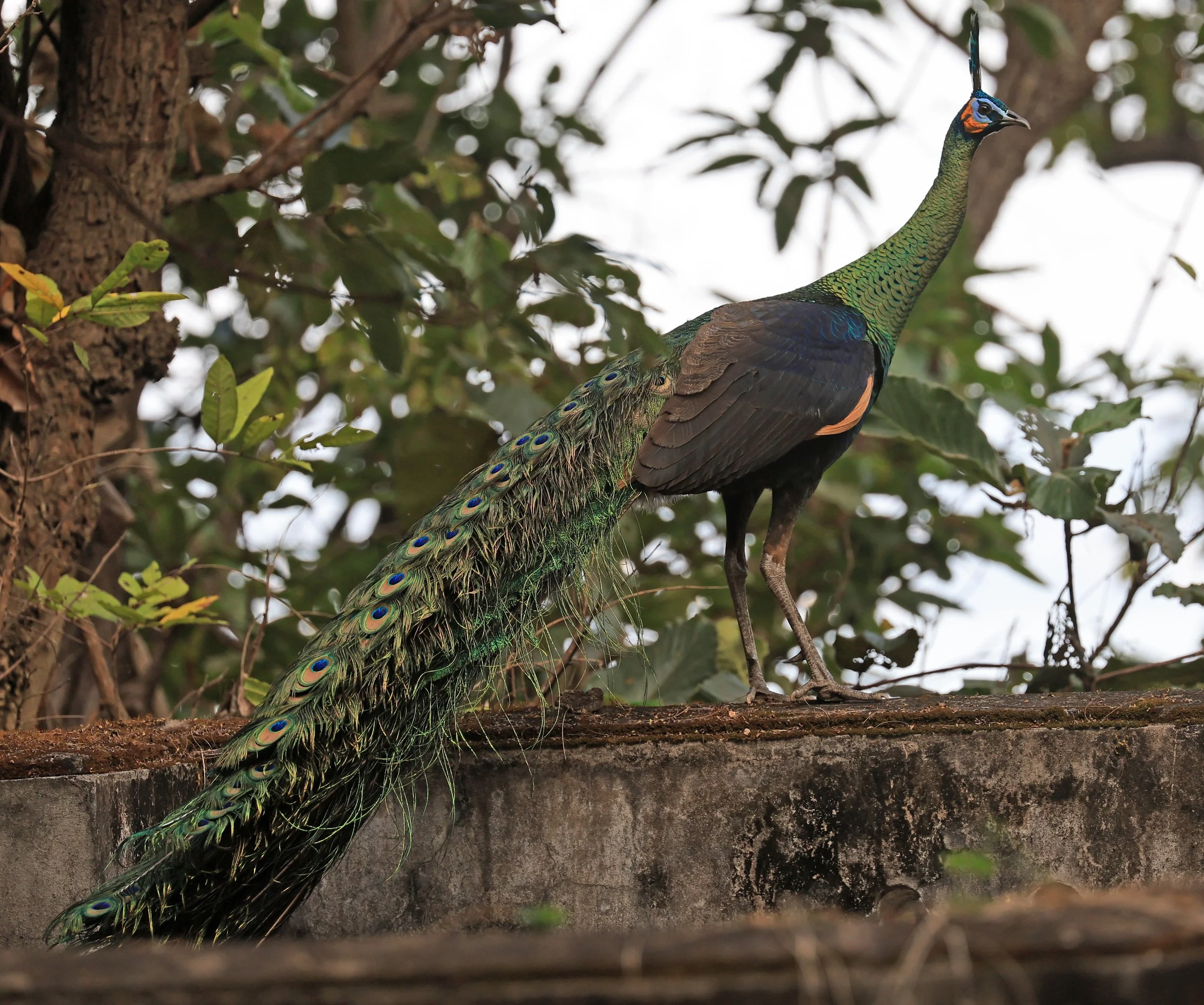 Green Peafowl (Pavo muticus) Doi Butsarakham Phayao Province (25).jpg