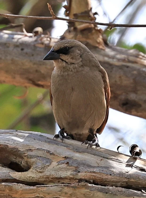 Greyish Baywing ((Agelaioides badius) Hotel Campestre Iparoma Paraguay  (1).jpg