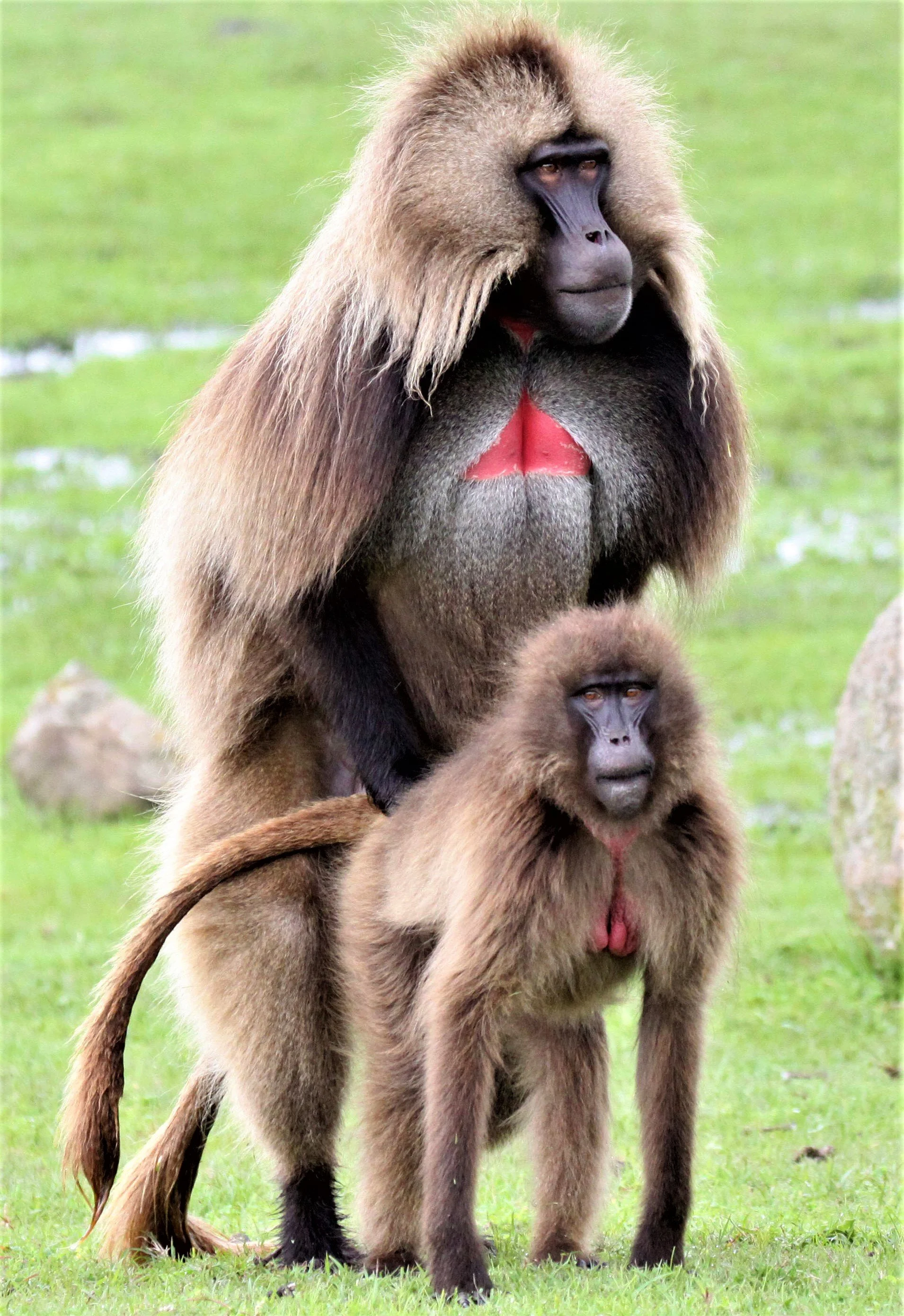 CERCOPITHECIDAE - Theropithecus gelada - GELADA - SIMIEN MOUNTAINS NATIONAL PARK ETHIOPIA aa2.jpg