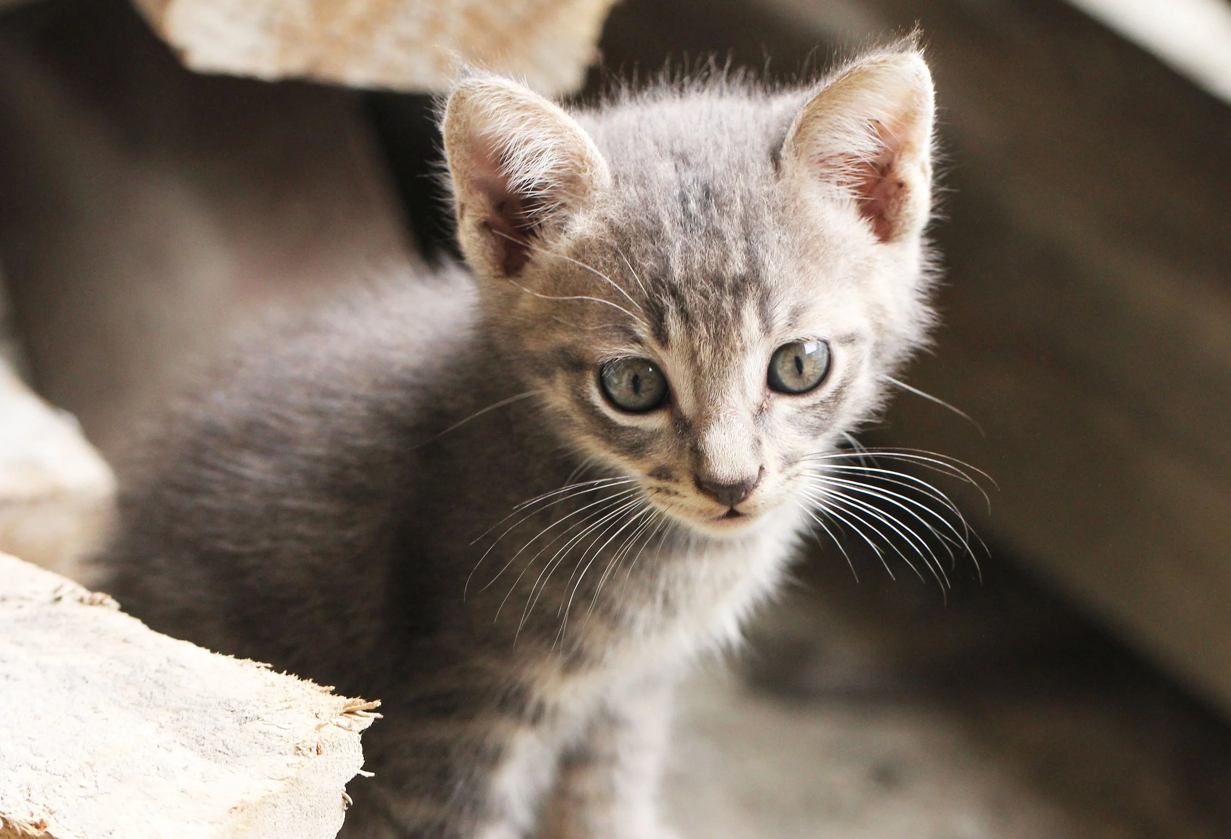 2015 Koh Lanta October Break Trip  (239).JPG