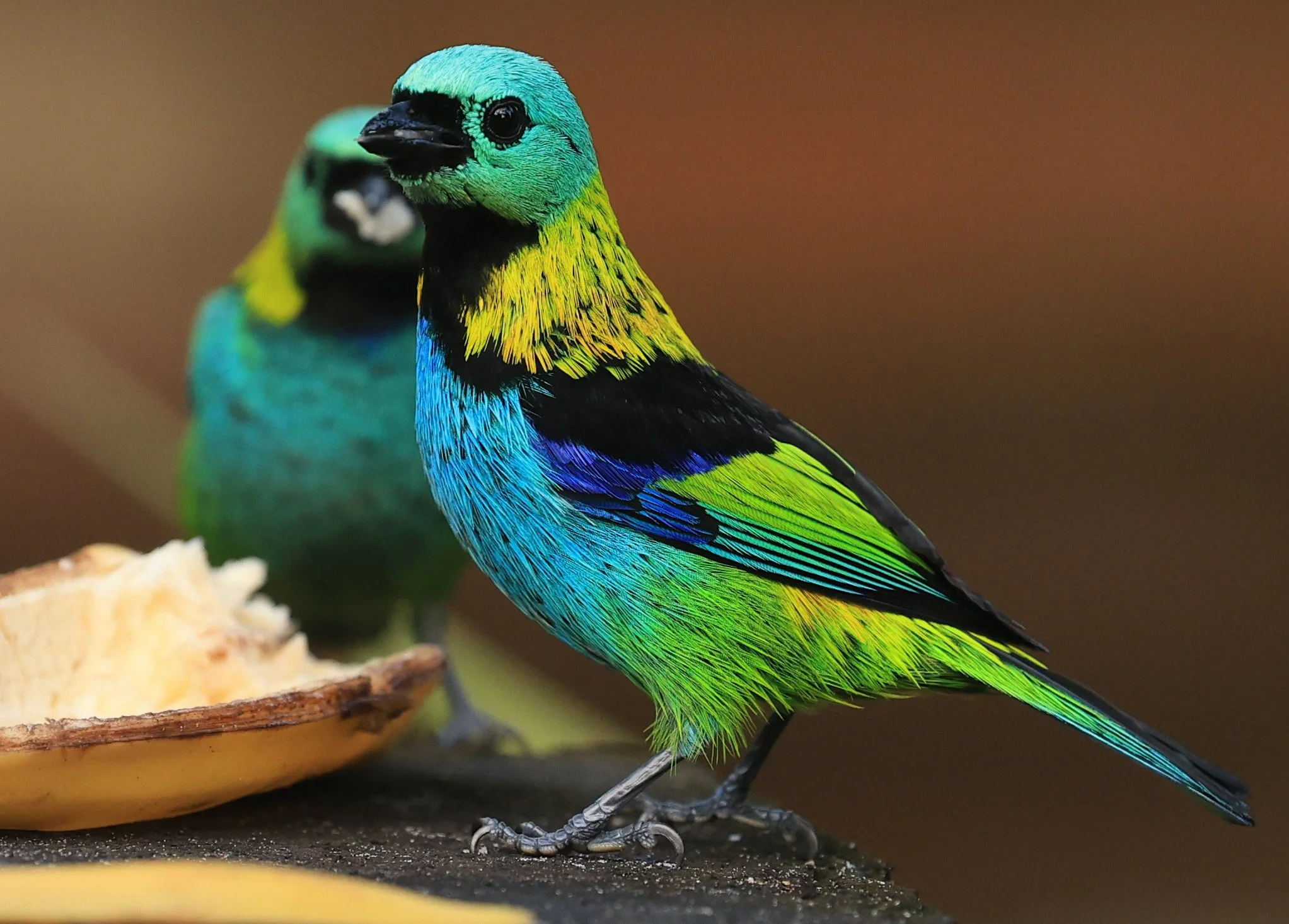 Green-headed Tanager (Tangara seledon)  Superagui National Park, Brazil (250).jpg