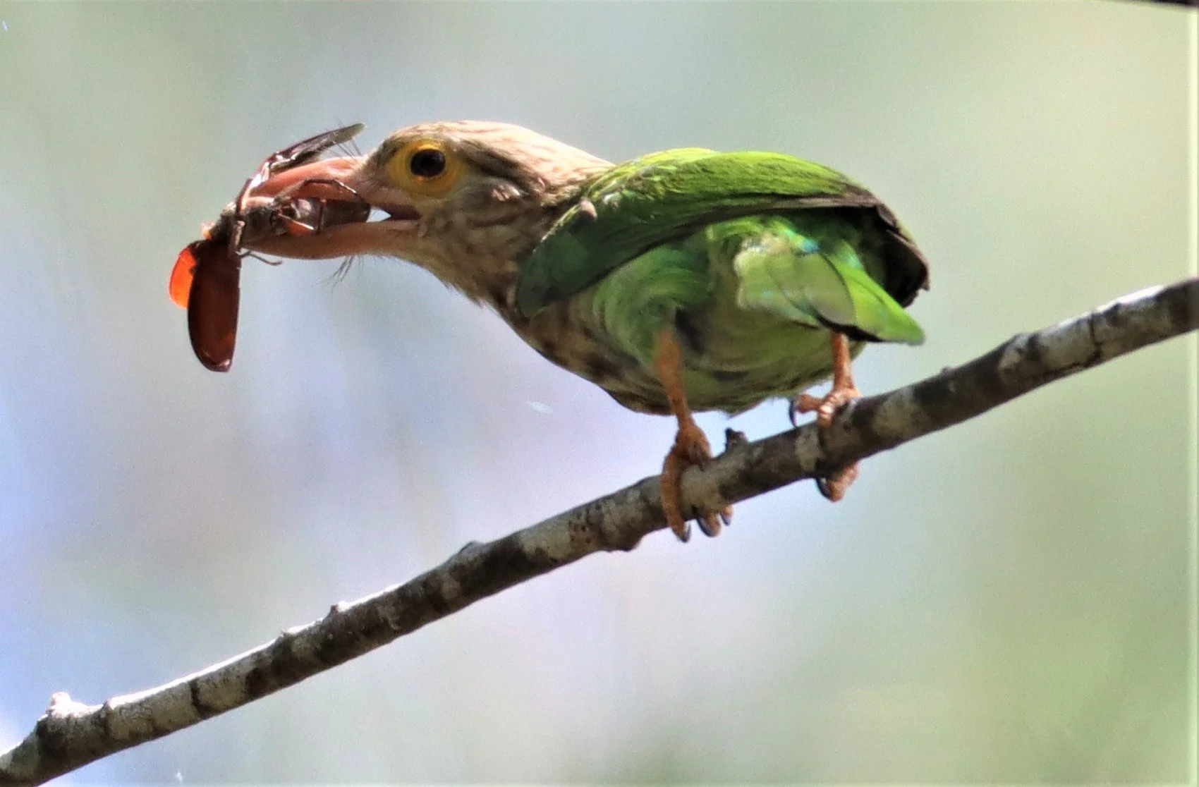 BARBET - LINEATED BARBET - Megalaima lineata - LAEM PAKARAM PHANG NGA (23).jpg