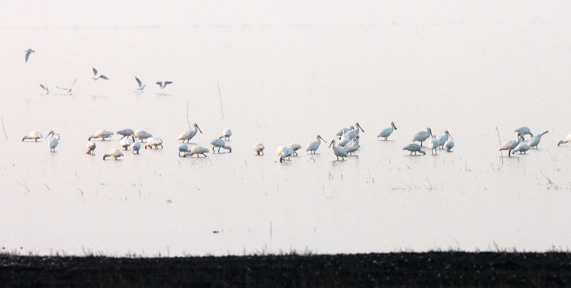 SPOONBILL - EURASIAN SPOONBILL - Platalea leucorodia - NANJI HILL RESERVE POYANG LAKE, JIANGXI PROVINCE, CHINA (57).JPG