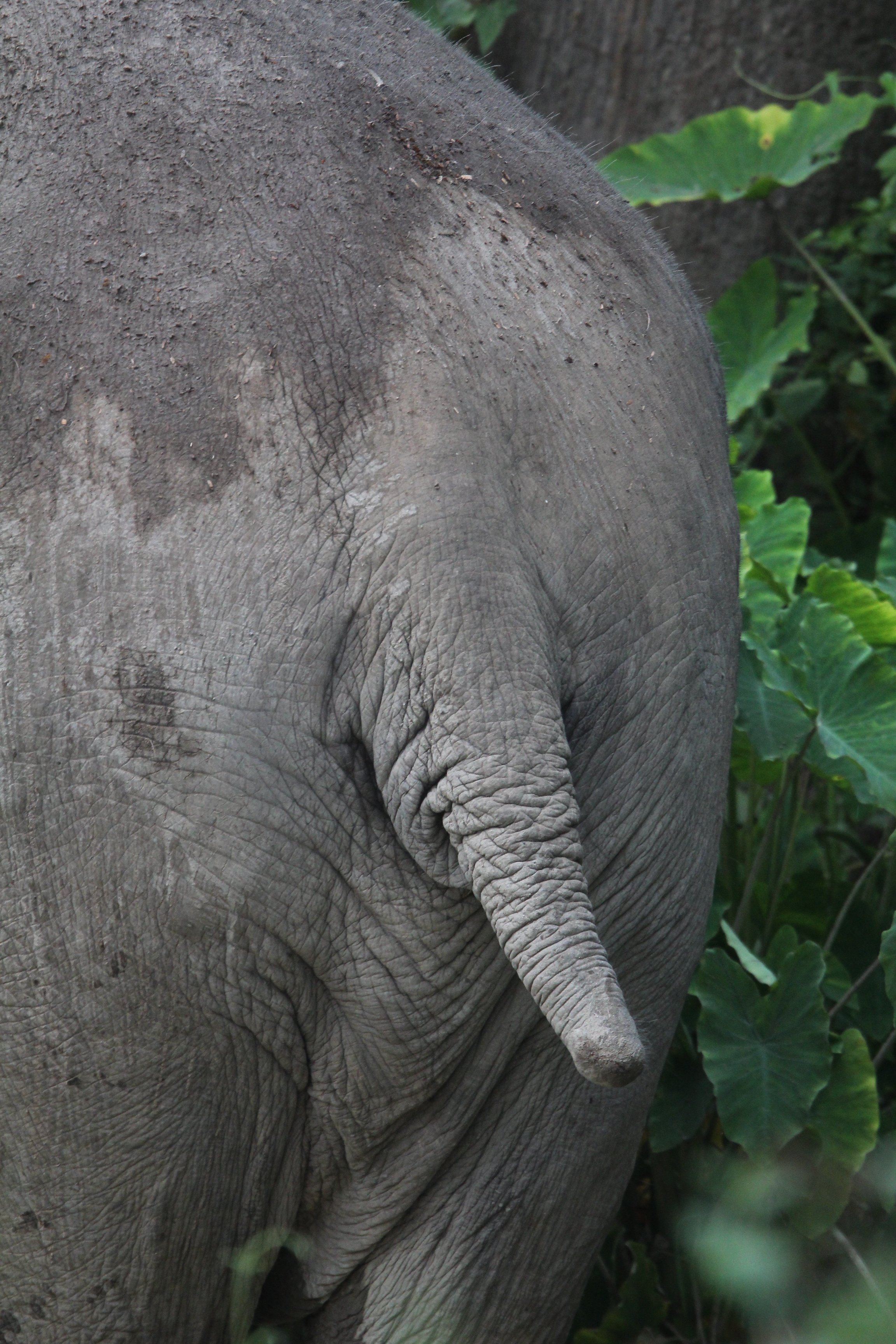 An old friend - 2024 Image of our tailless Asian Elephant