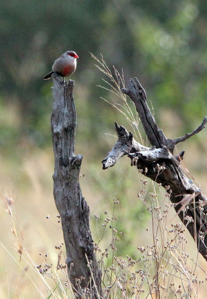 Common waxbill (Estrilda astrild) Masai Mara Kenya (2).JPG