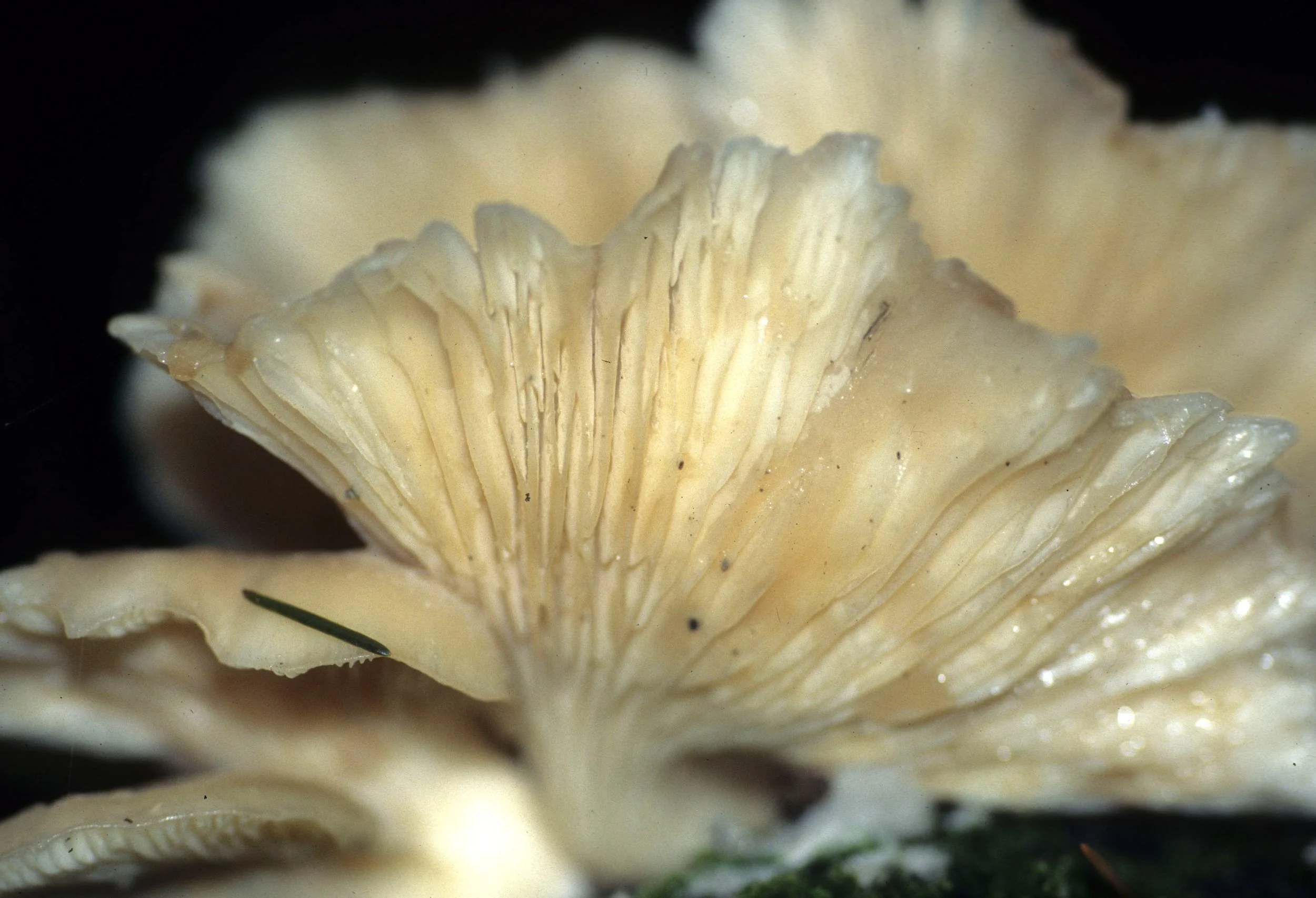 CALIFORNIA - REDWOODS NP AREA - FUNGI SPECIES.jpg