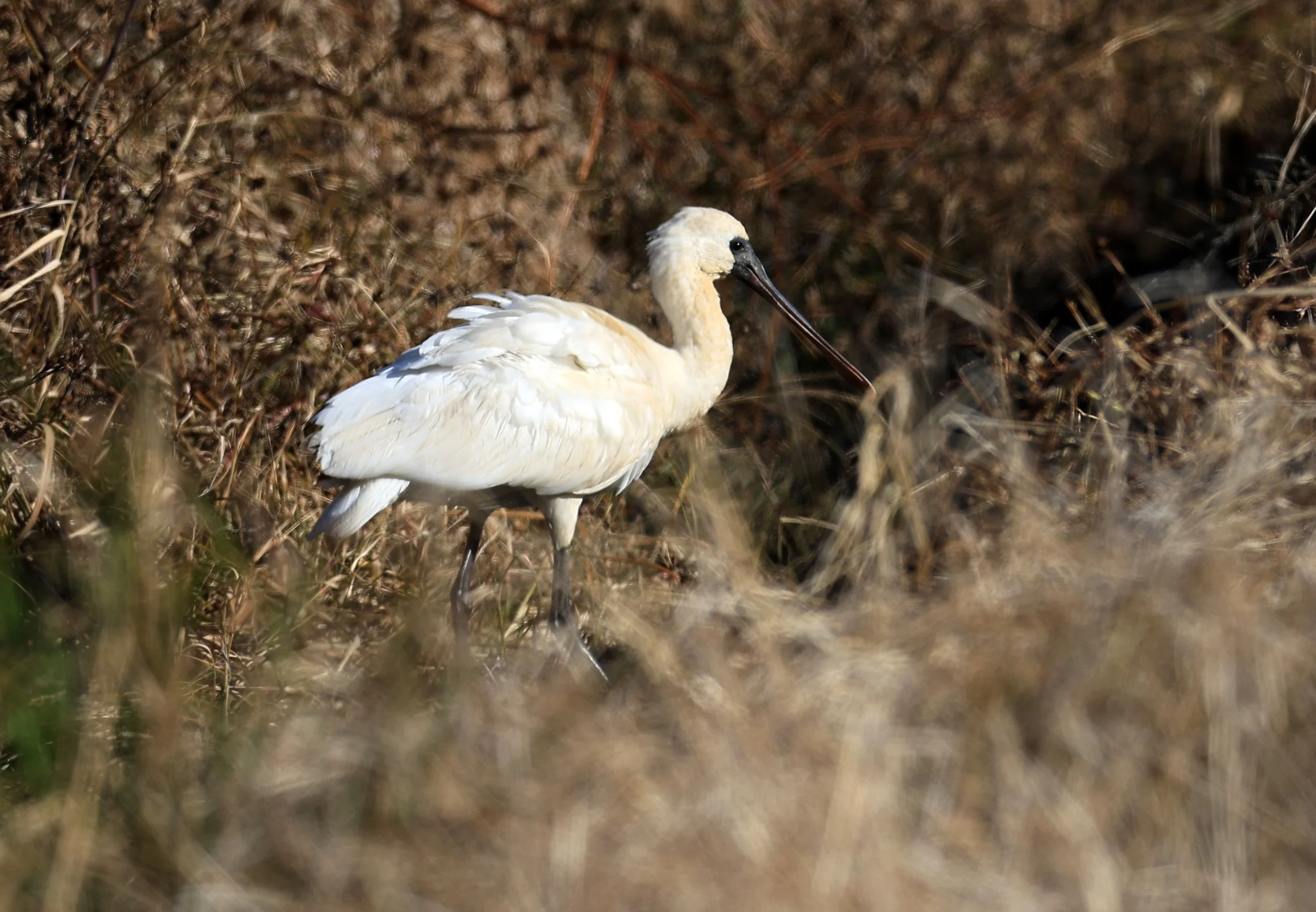 Black-faced Spoonbill (Platalea minor) Izumi Crane Center and Fields Izumi Kagoshima Japan (40).jpg
