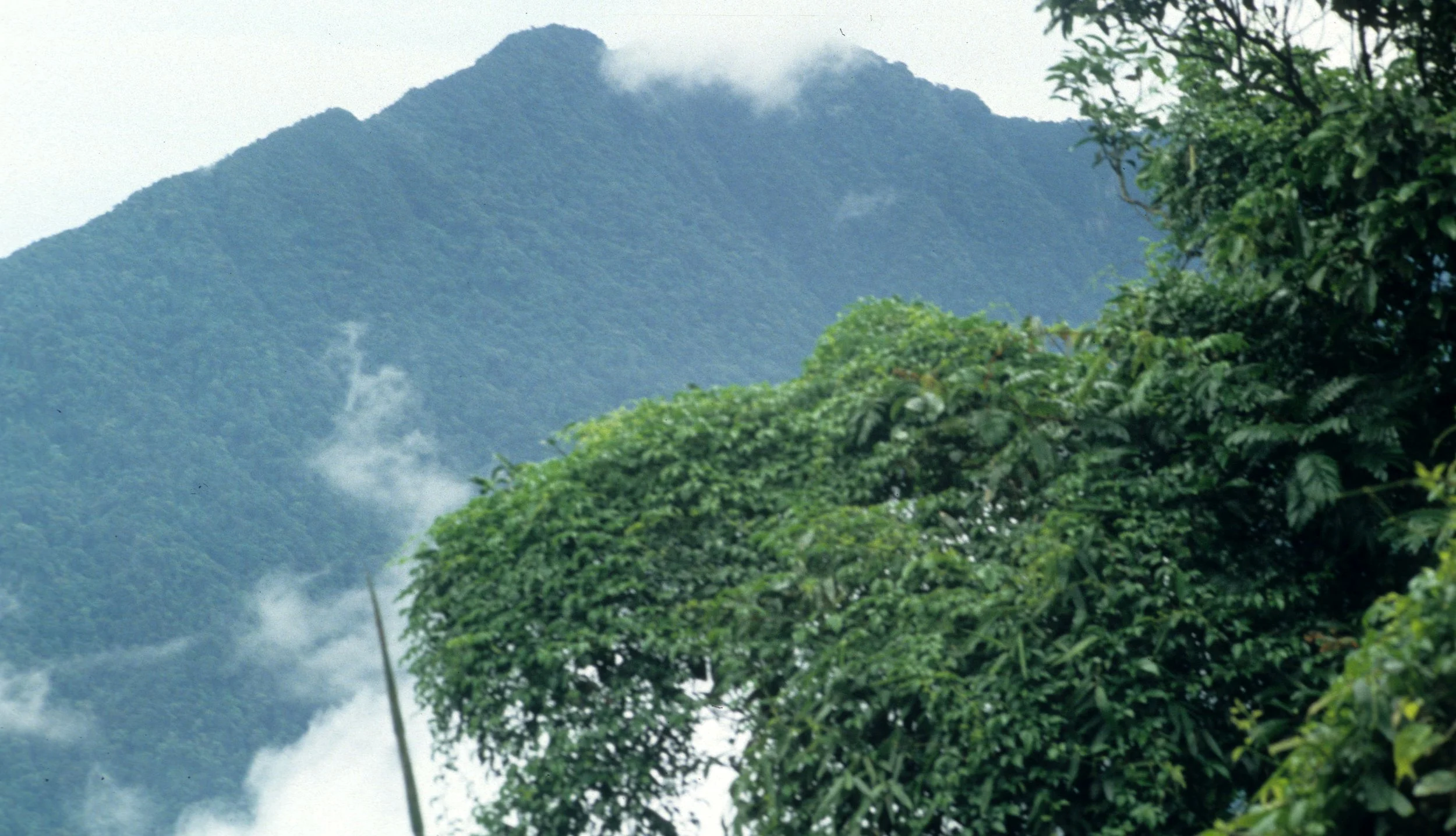 CUC PHUONG NATIONAL PARK - 1994 (27).jpg