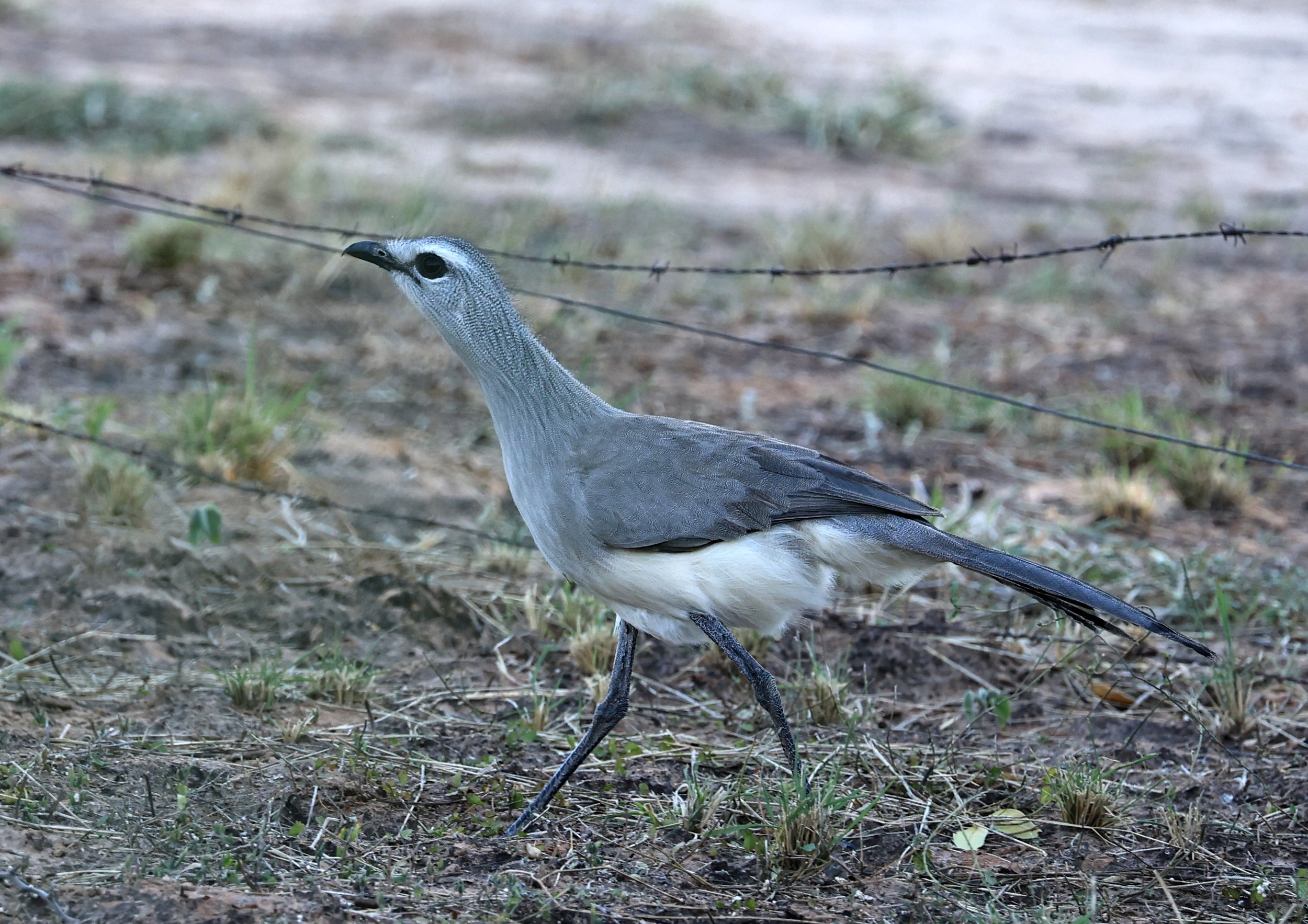 Black-legged Seriema (Chunga burmeisteri) Parque Nacional Teniente Agripino Enciso (47).jpg