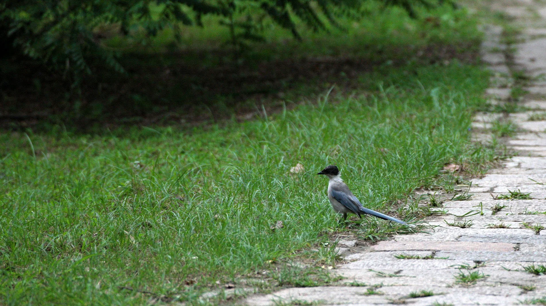 BIRD - MAGPIE - AZURE-WINGED MAGPIE - GONGQING NATIONAL FOREST PARK SHANGHAI (2).JPG