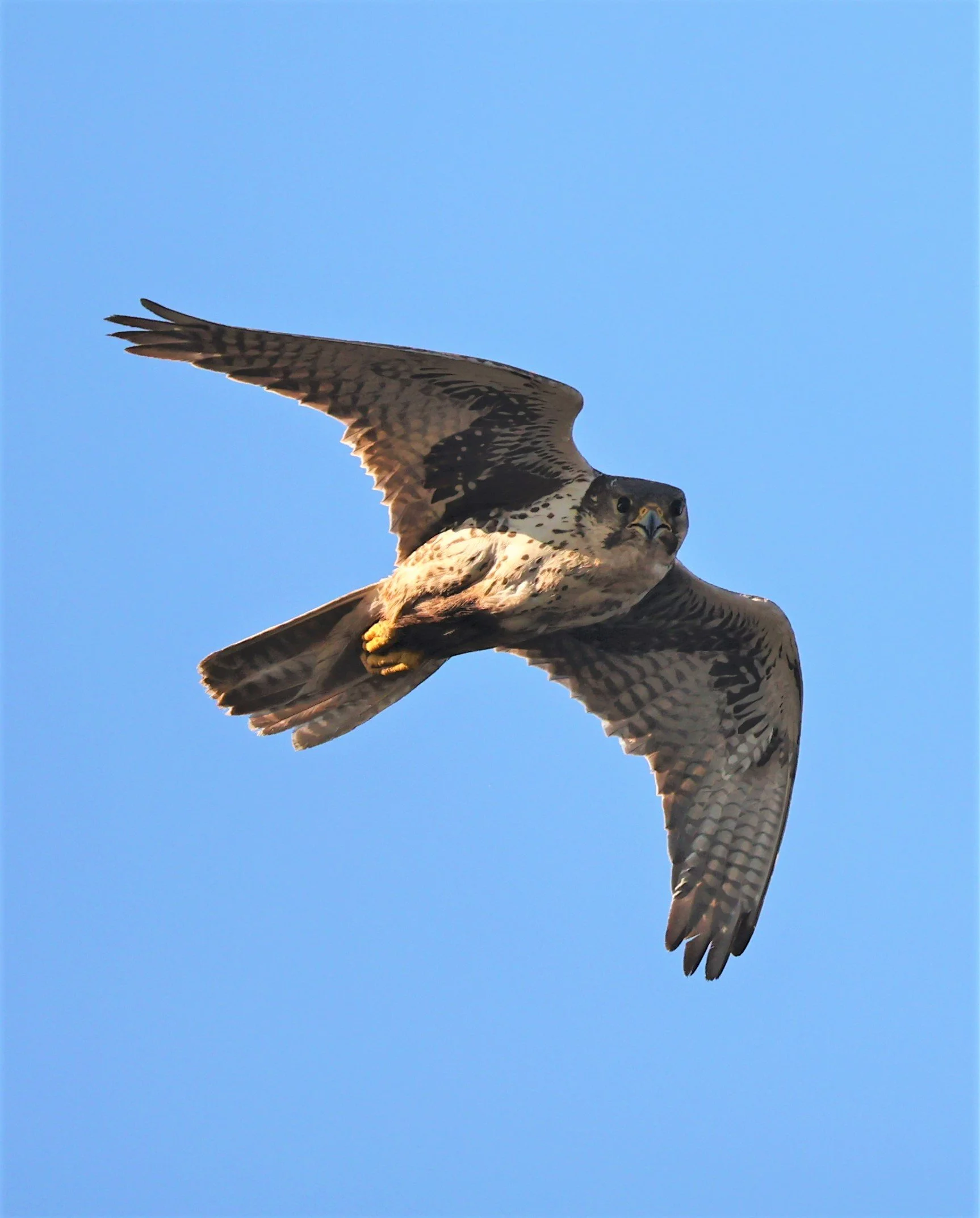 Falco mexicanus - PRAIRIE FALCON - MORLEY NELSON SNAKE RIVER BIRDS OF PREY NRA (39).jpg