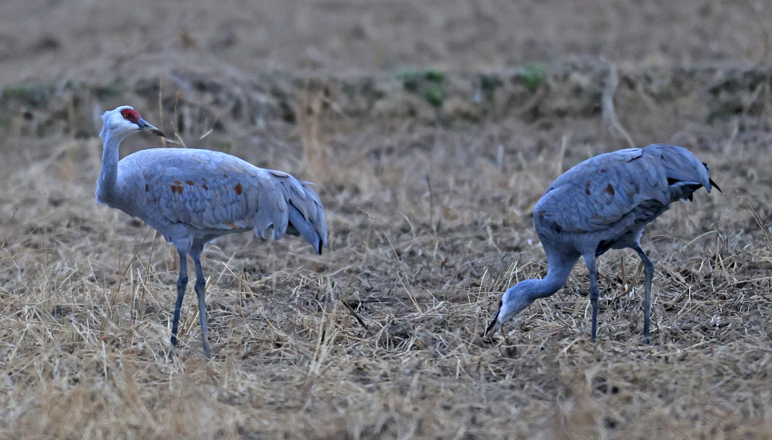Sandhill Crane (Antigone canadensis) Izumi Crane Park & Center, Izumi Kagoshima Kyushu Japan (2).jpg