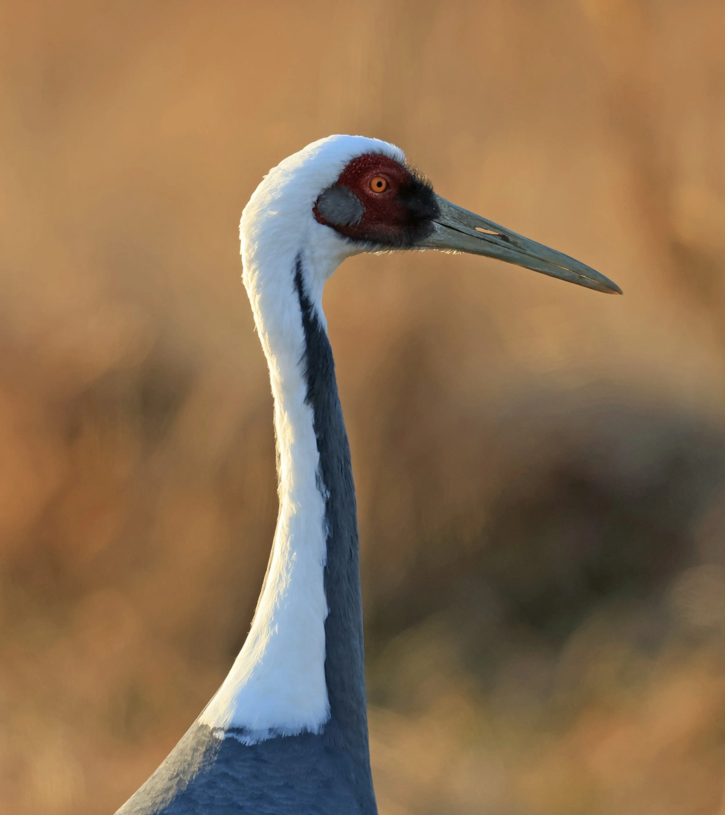 White-naped Crane (Antigone vipio) Izumi Crane Park & Center, Izumi Kagoshima Kyushu Japan (627).jpg