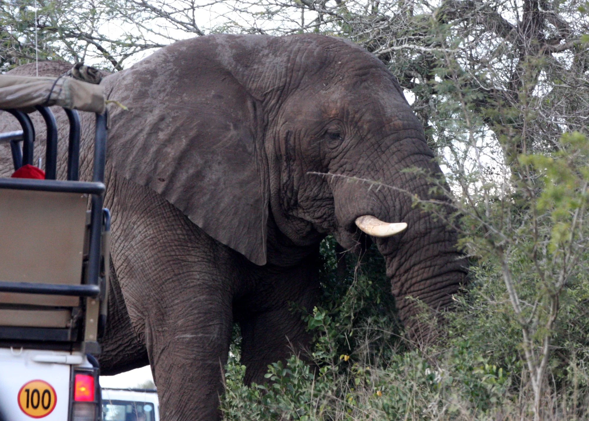 ELEPHANT - AFRICAN ELEPHANT - OUR FIRST FOR SUMMER 2009 - IMFOLOZI NATIONAL PARK SOUTH AFRICA (3).JPG