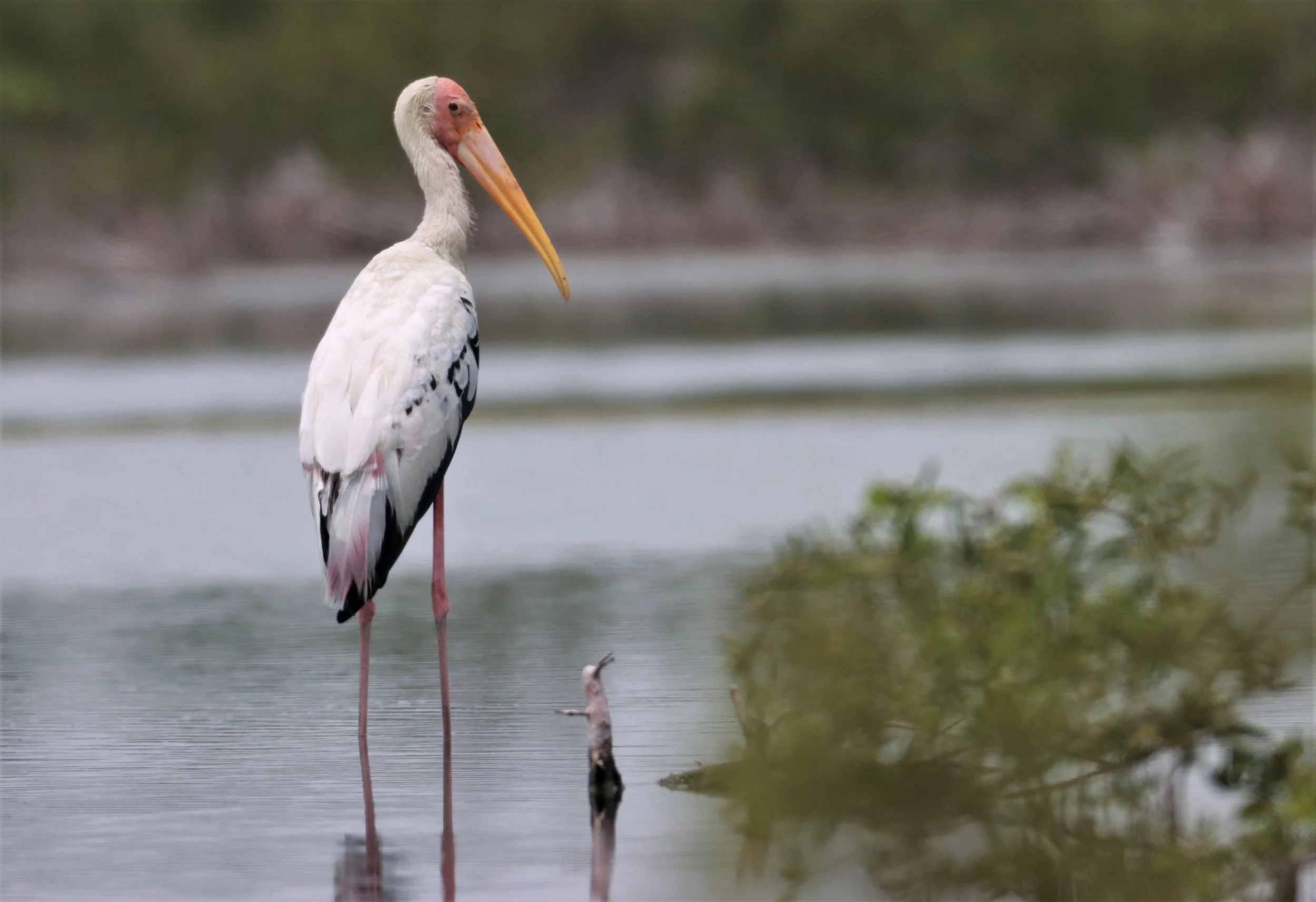 STORK - MILKY STORK HYBRID WITH PAINTED STORK - Milky X Painted (Mycteria cinerea X leucocephala) - KHLONG TAMRU CHONBURI (7).jpg
