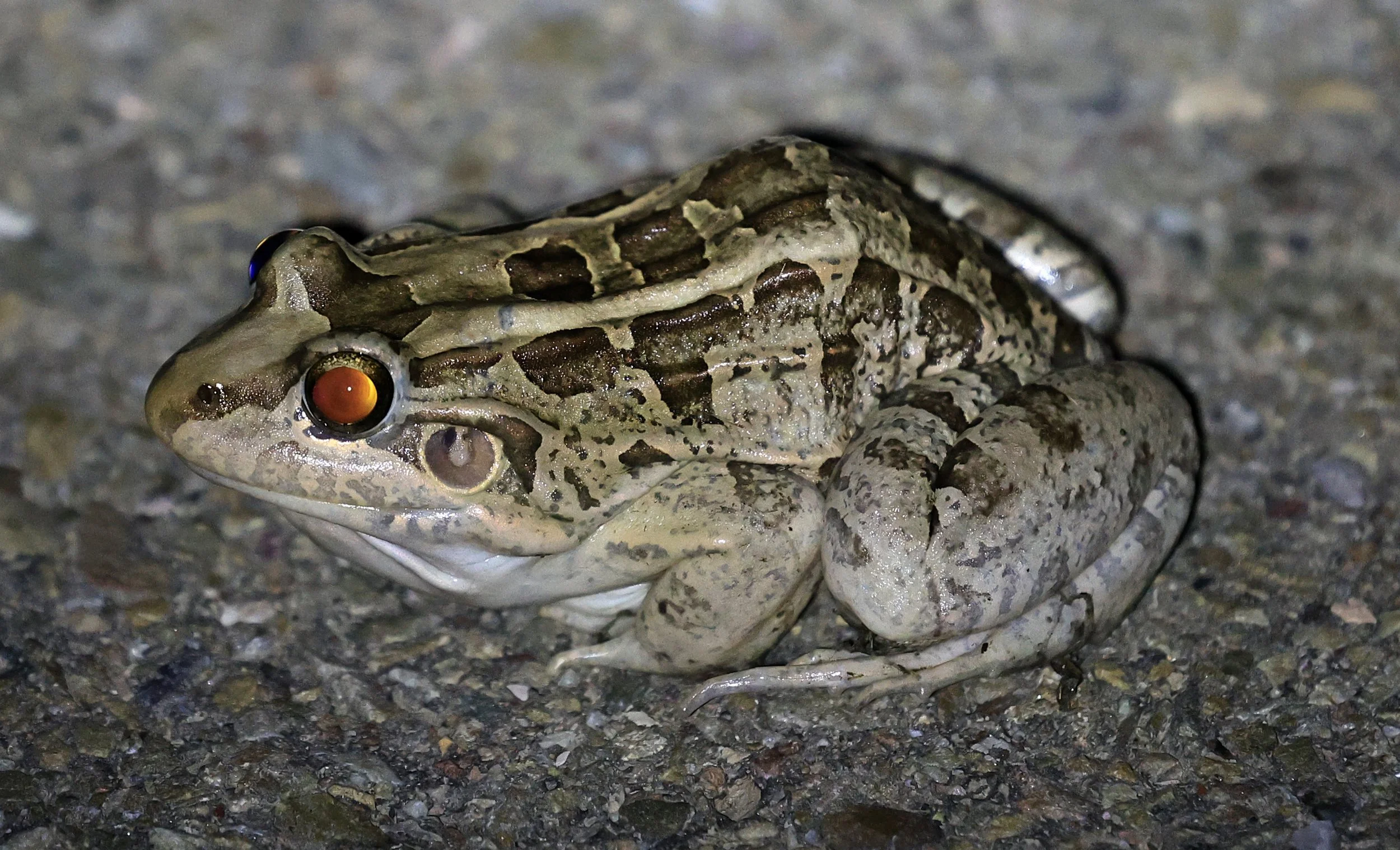 Chaco Frog (Leptodactylus chaquensis) Reserva Natural Canada el Carmen, Paraguay  (8).jpg