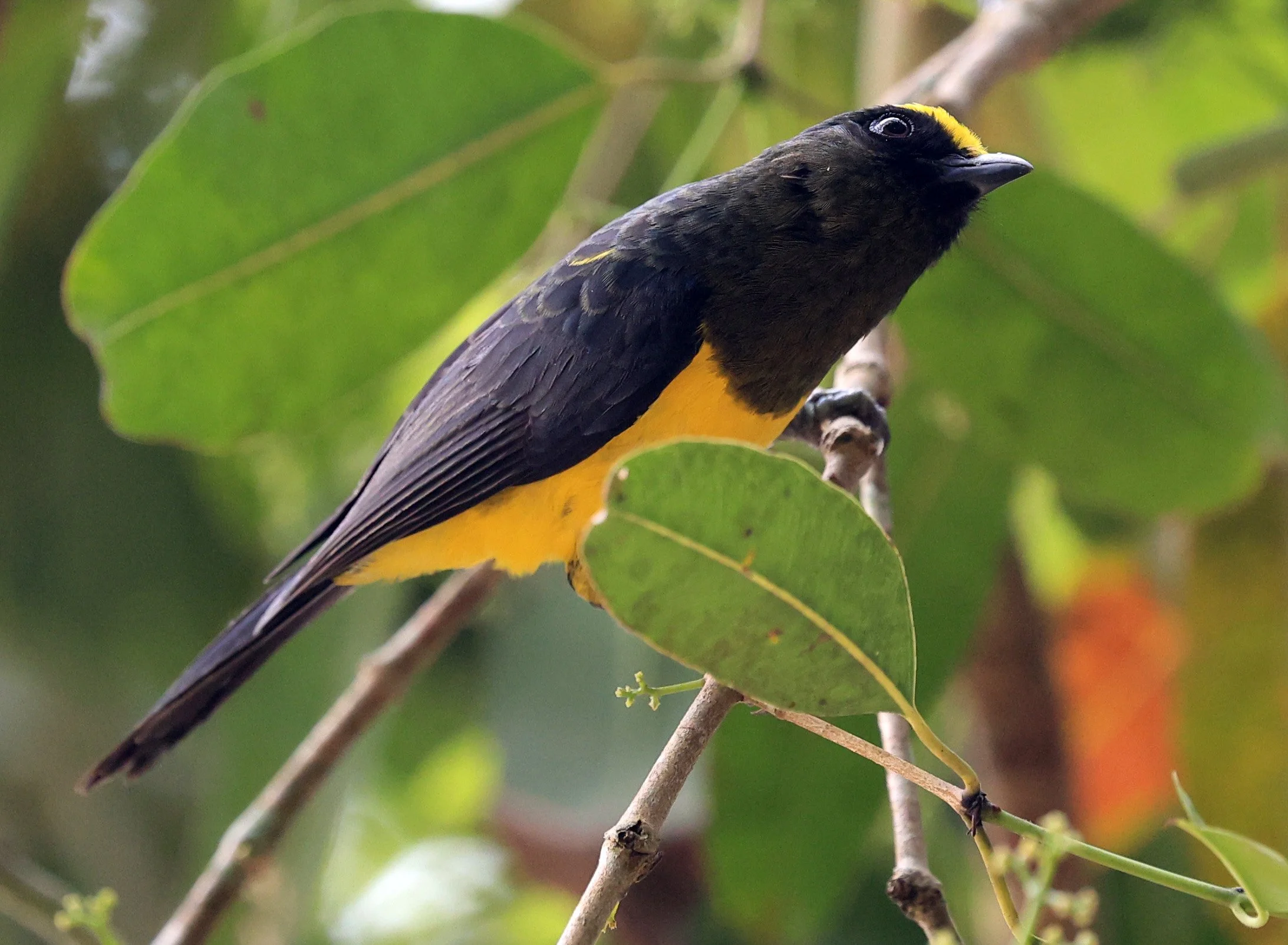 Sultan Tit (Melanochlora sultanea) Kaeng Krachan National Park ESS Expedition 2026(30).jpg