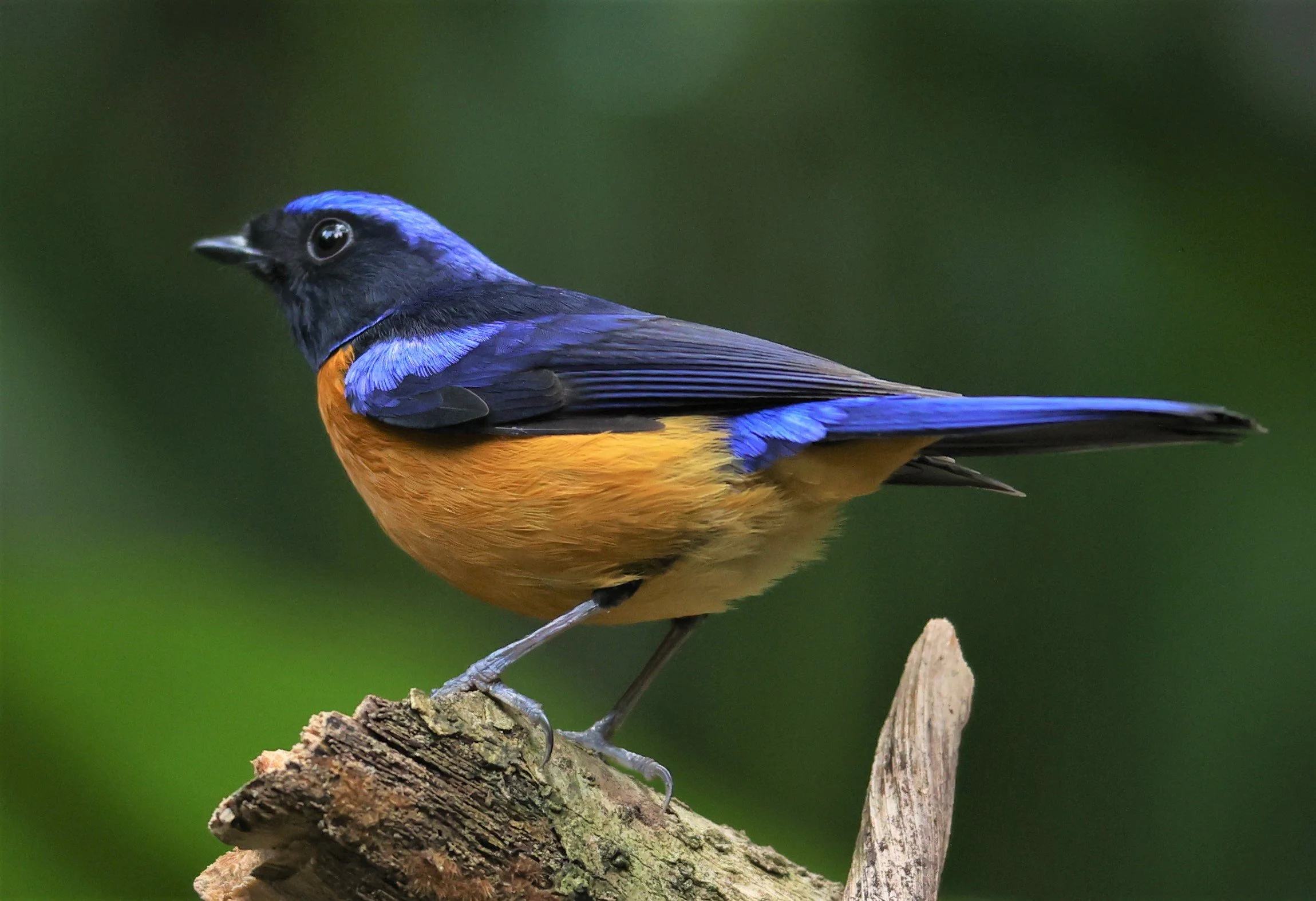 NILTAVA - RUFOUS-BELLIED NILTAVA - Niltava sundar - DOI INTHANON NP CHIANG MAI, DEC 2021 (22).JPG
