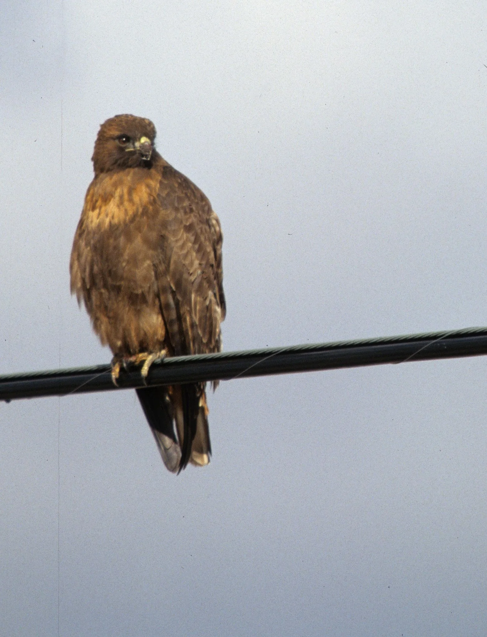 Buteo jamaicensis - RED-TAILED HAWK - KLAMMATH BASIN CALIFORNIA (6).jpg