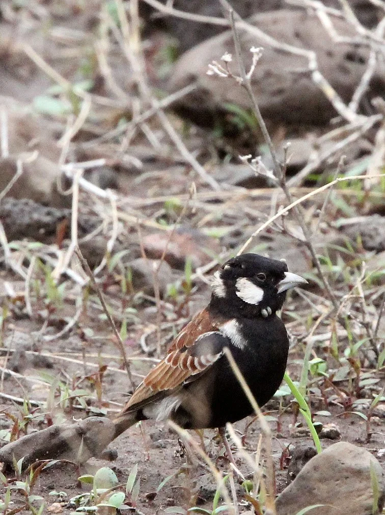 Chestnut-backed Sparrow-Lark (Eremopterix leucotis) Ali Dege Plains Ethiopia (3).JPG