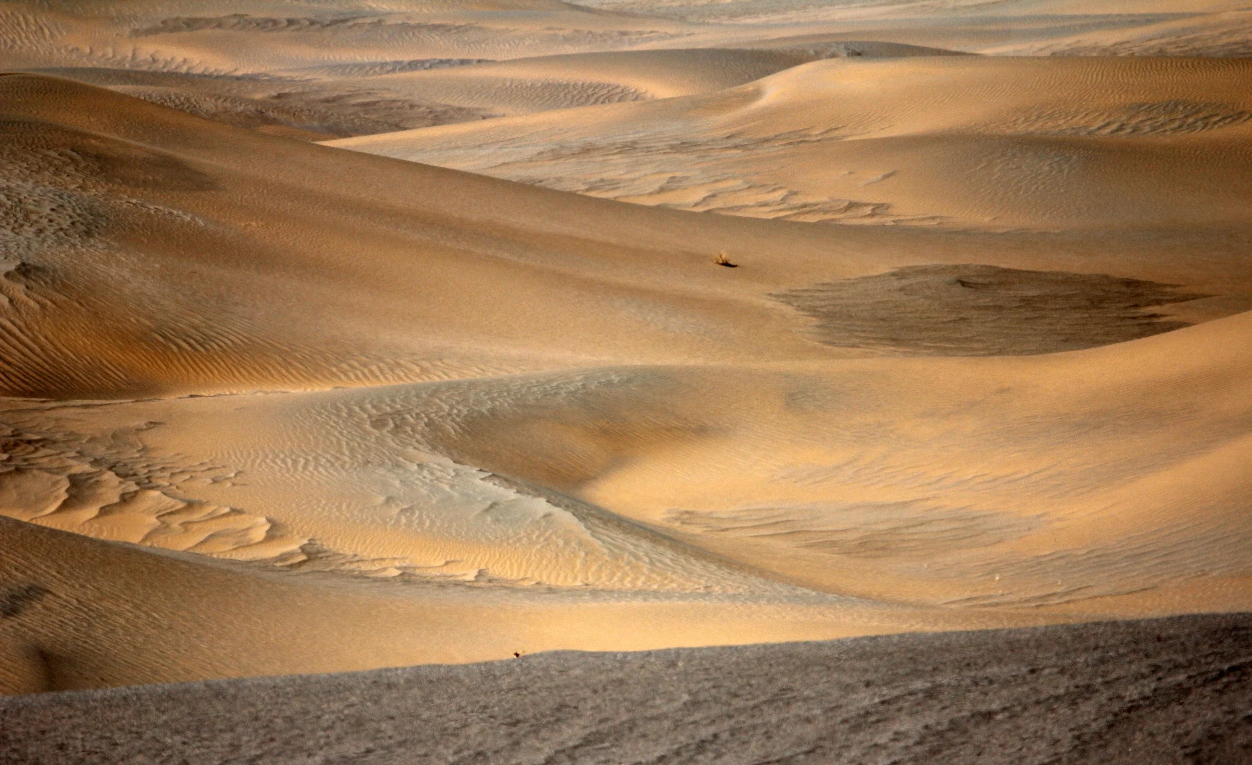 LOP NUR WILD BACTRIAN CAMEL RESERVE - XINJIANG CHINA (137).JPG