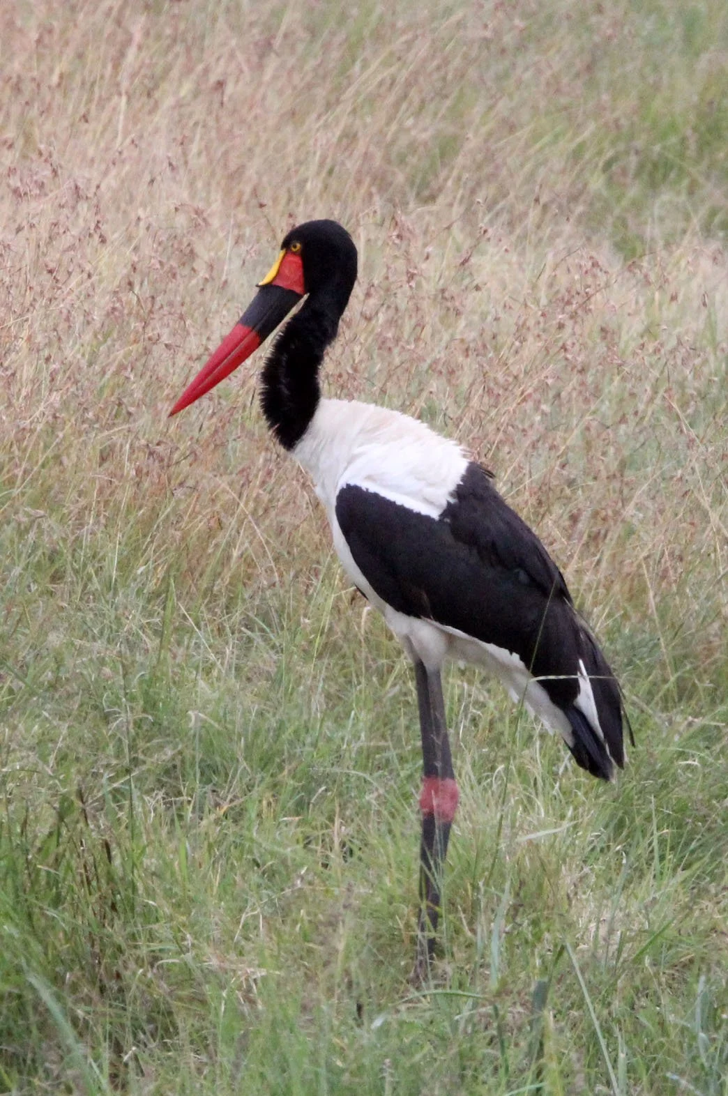 STORK - SADDLE-BILLED STORK - Ephippiorhynchus senegalensis - MASAI MARA NATIONAL PARK KENYA (3).JPG