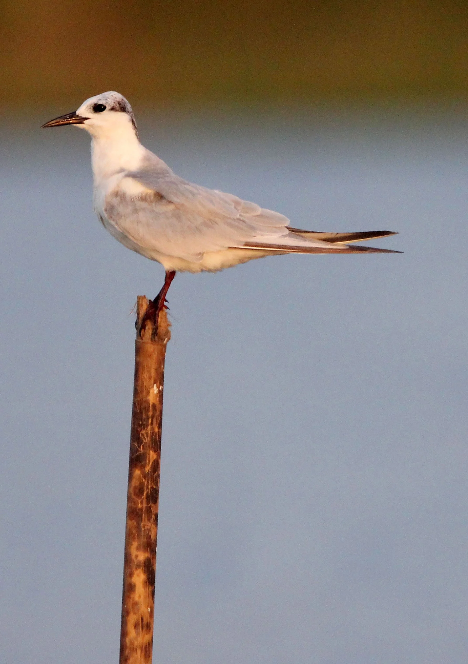 TERN - WHISKERED TERN - Chlidonias hybridus - THALE NOI BIRD SANCTUARY, PATALUNG THAILAND (89).JPG