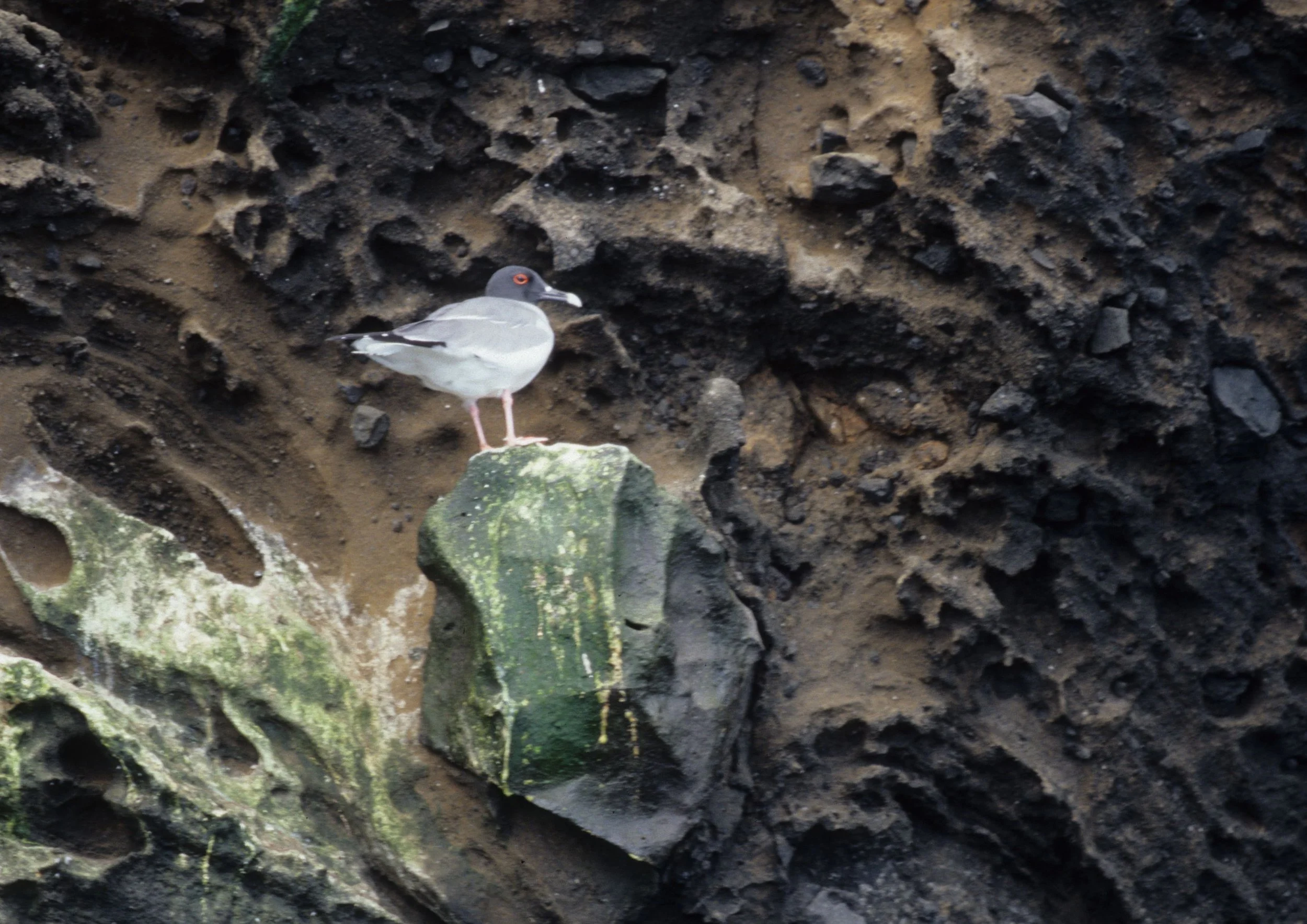 BIRD - GULL - SWALLOW-TAILED - GALAPAGOS B.jpg