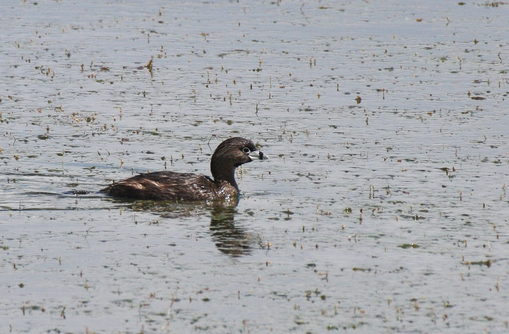 Pied-billed Grebe (Podilymbus podiceps) Ridgefield NWR Washington (10).JPG