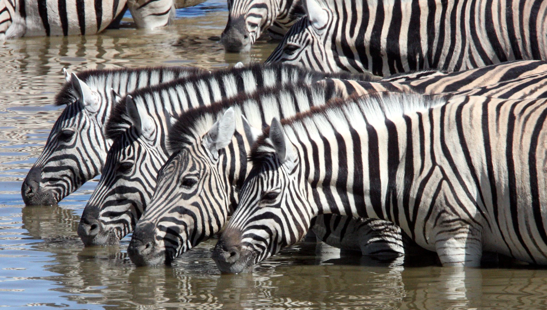 Equus quagga burchellii - BURCHELL'S (DAMARALAND) - BURCHELL'S ZEBRA - ETOSHA NATIONAL PARK NAMIBIA (88).JPG