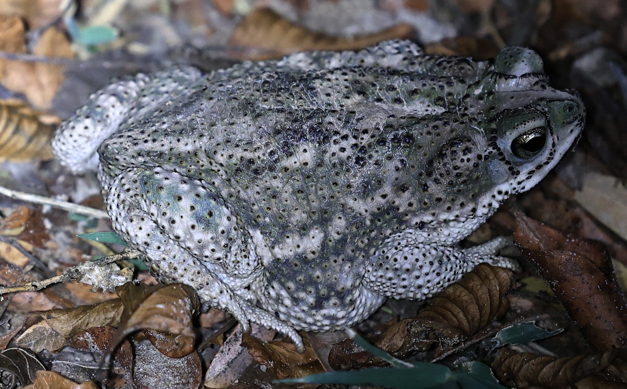 Chaco Granulated Toad (Rhinella major) Aurora Chaquena Mennonite Nature Reserve