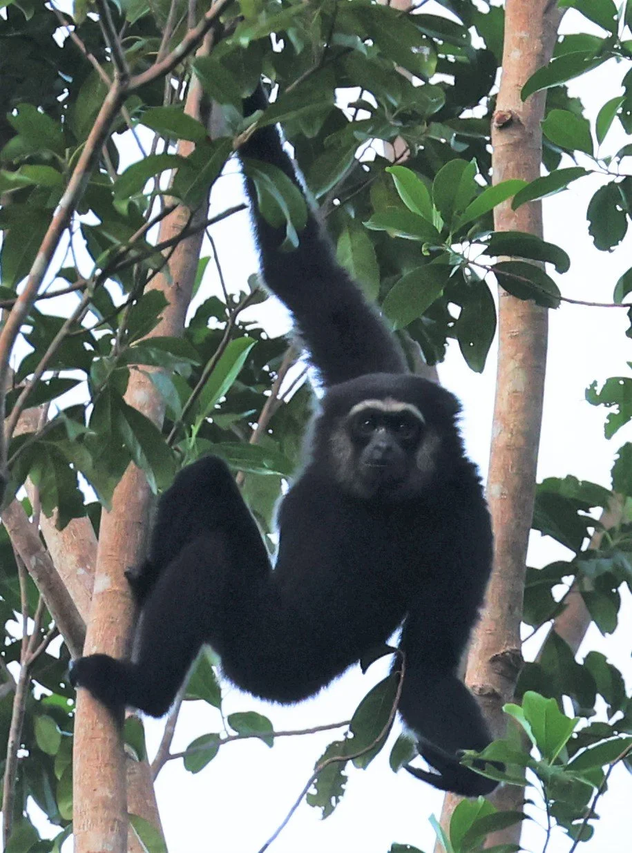 HYLOBATIDAE - Hylobates agilis - AGILE GIBBON - HALA BALA WILDLIFE SANCTUARY APRIL 2022 (15).jpg