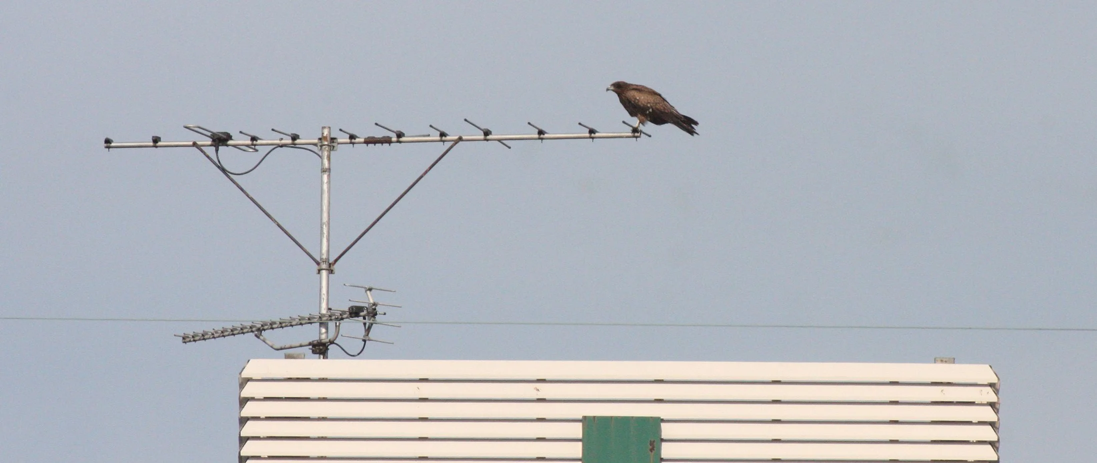 Milvus migrans lineatus - BLACK-EARED KITE - KYOTO JAPAN (8).JPG