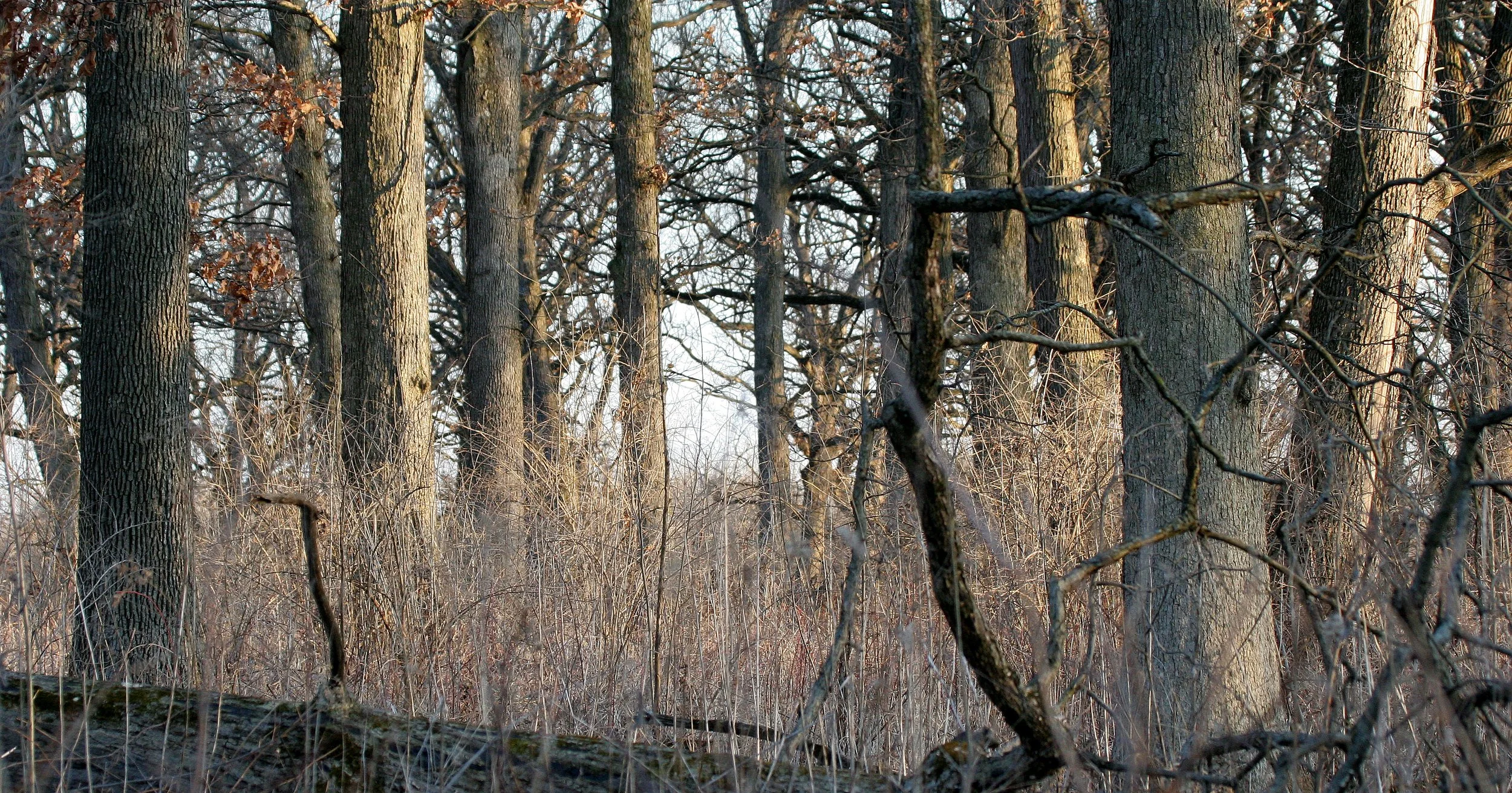 ILLINOIS - 2008-4-2 CHICAGO SPRING TRIP - SPRINGBROOK PRAIRIE PLANTS  (7).JPG