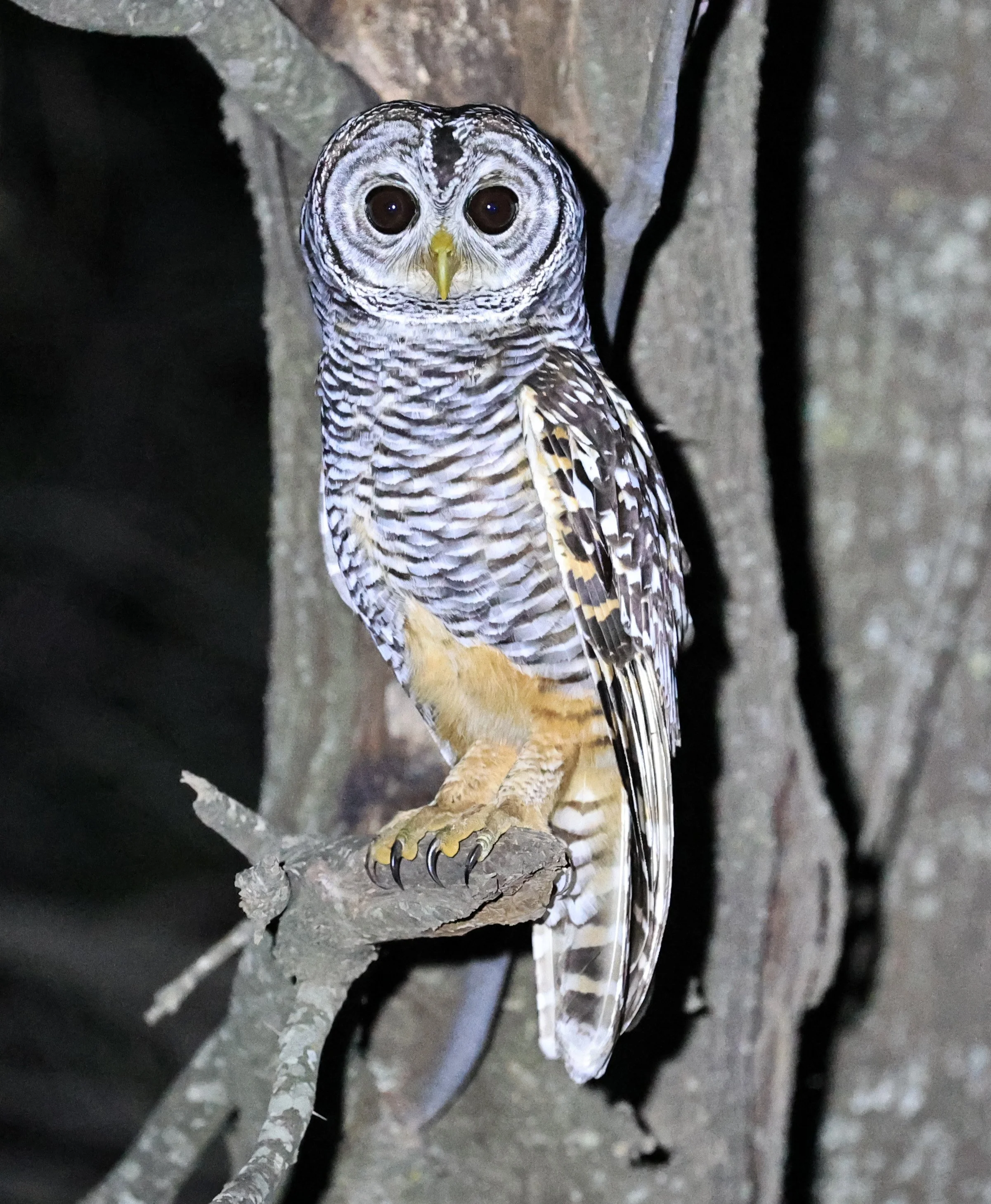 Chaco Owl (Strix chacoensis) Estancia Campo'í Paraguay (48).jpg