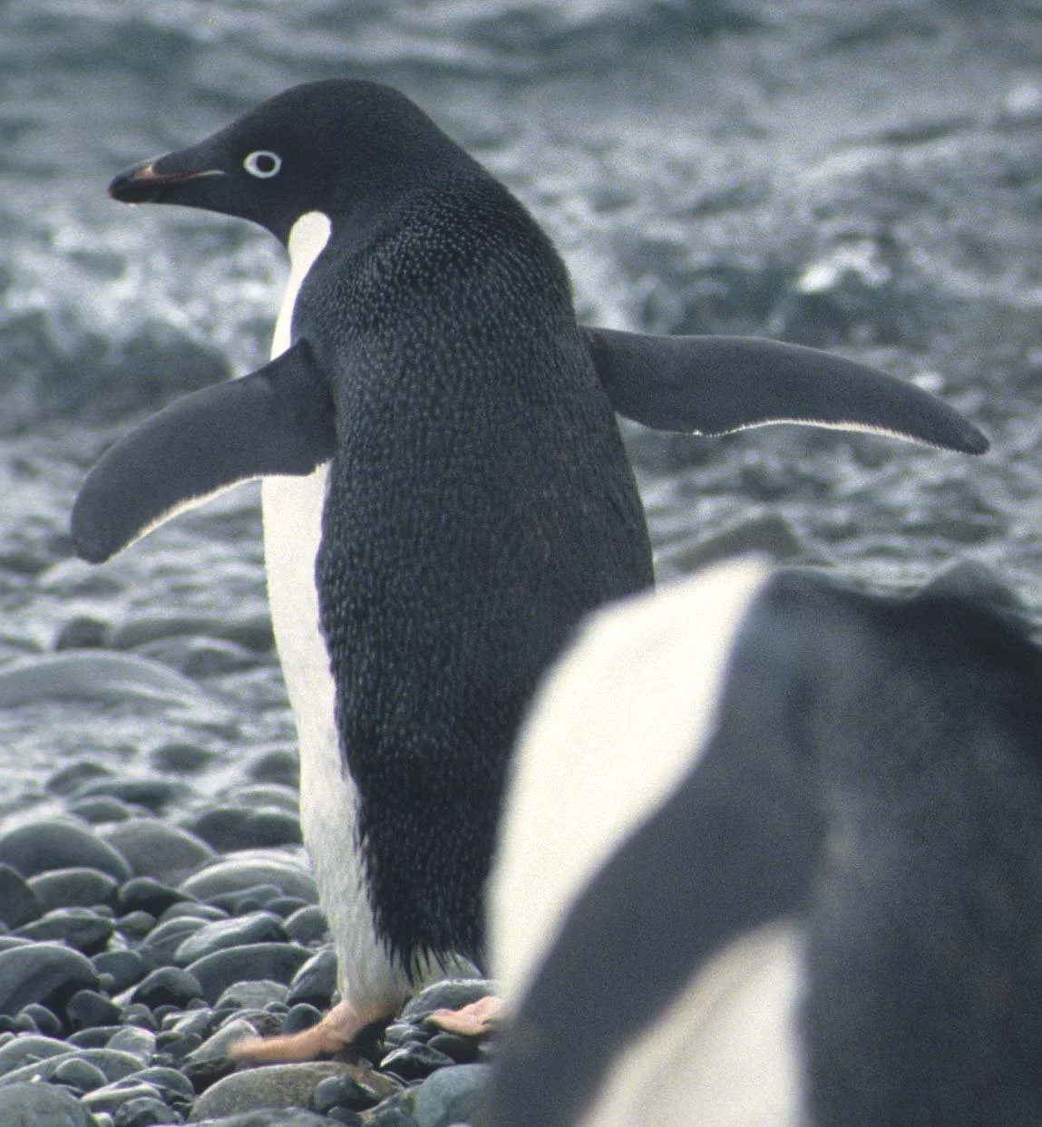 Adélie Penguin (Pygoscelis adeliae) Arctowski Poland Research Station Rookery Antarctic Peninsula (17).jpg