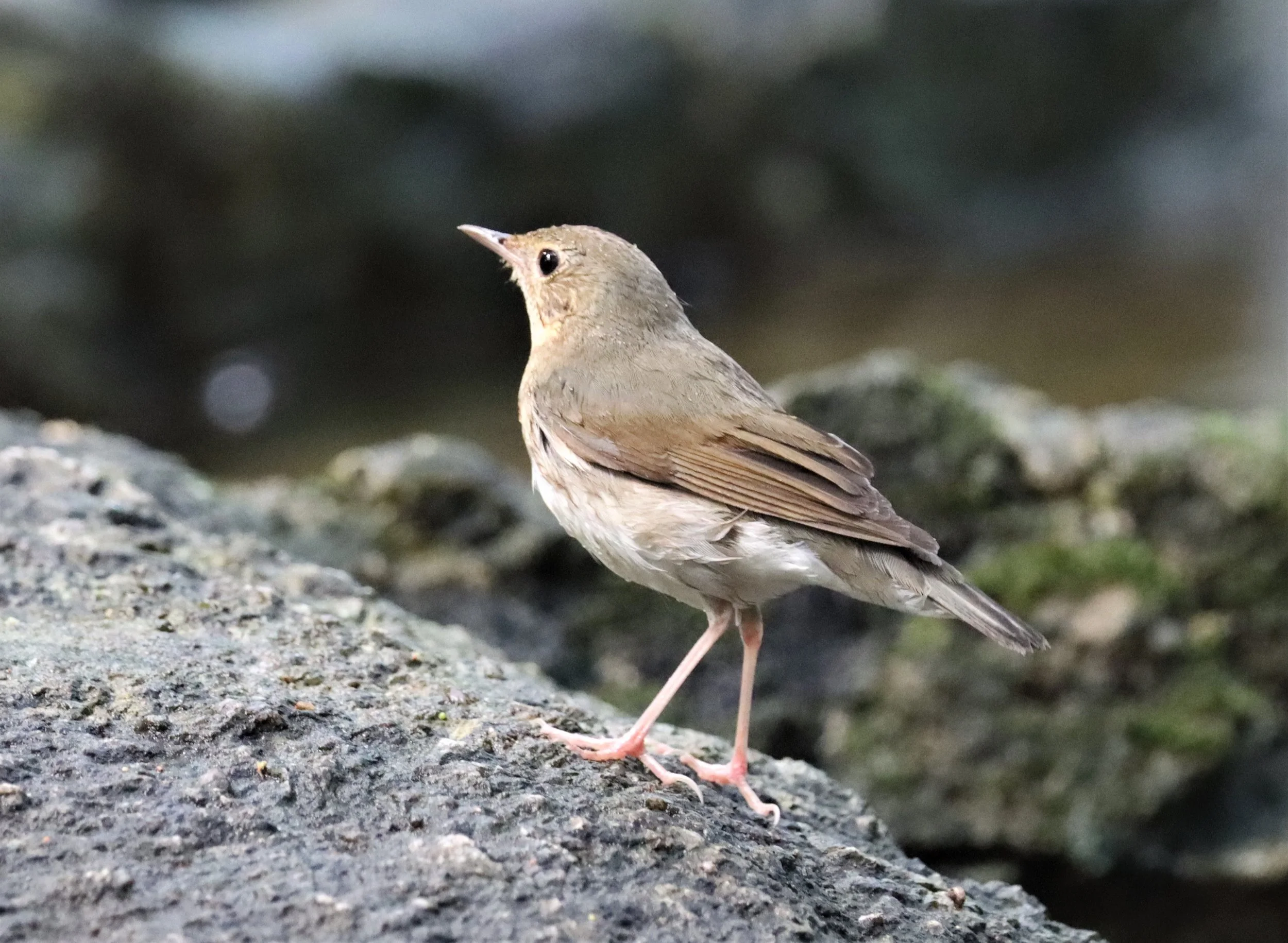 ROBIN - SIBERIAN BLUE ROBIN - Luscinia cyane - WAT THAM PRATHUN CHONBURI (38).jpg