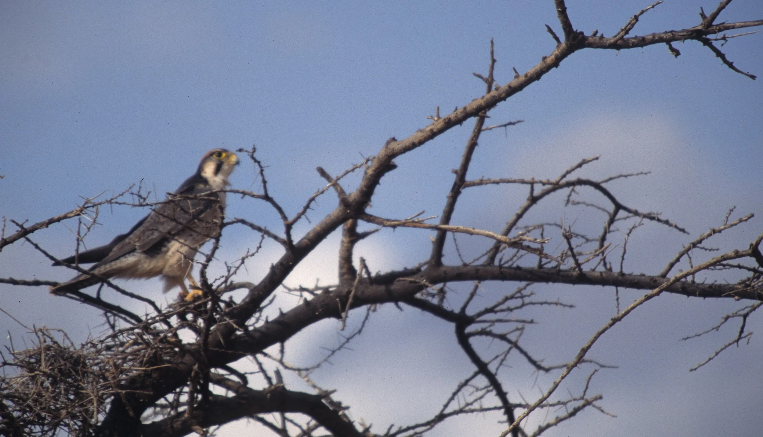 Falco biarmicus - LANNER FALCON -MASSAI MARA scanned slide.jpg
