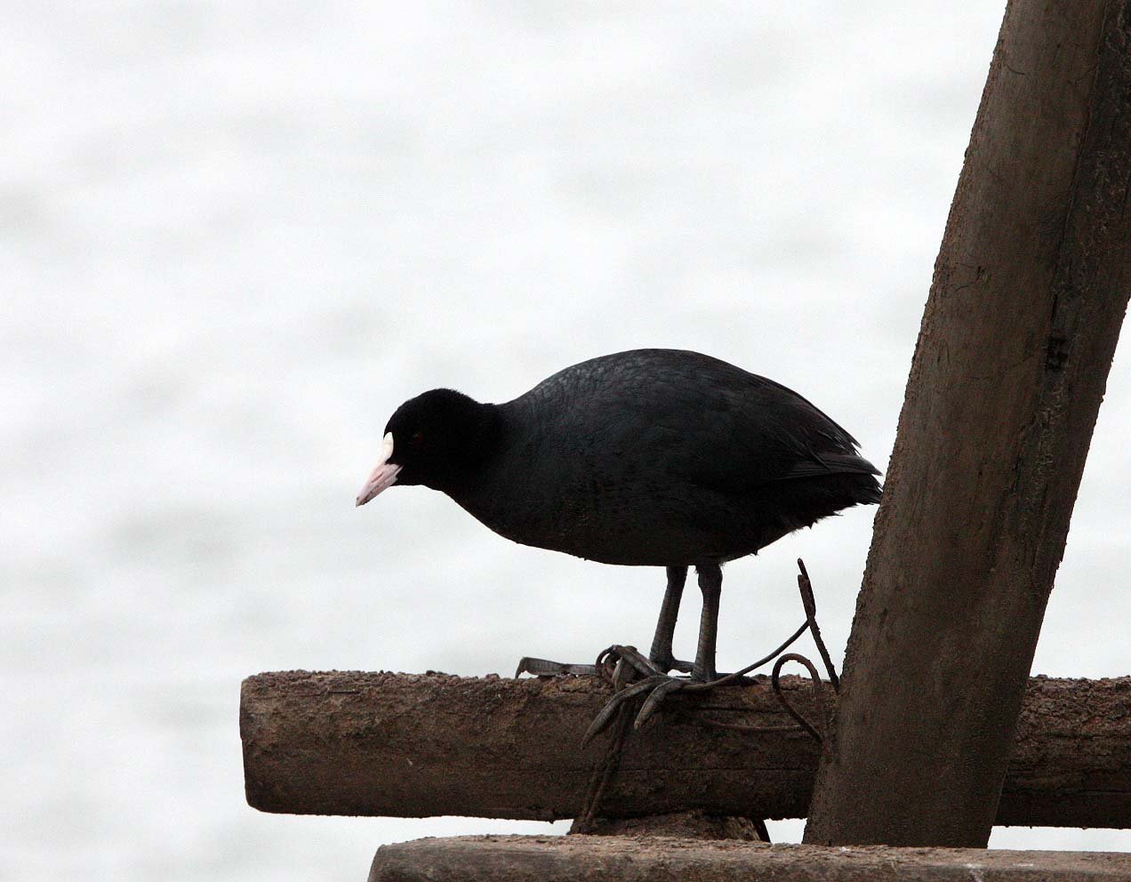 Common Coot (Fulica atra) Yancheng China (1).JPG