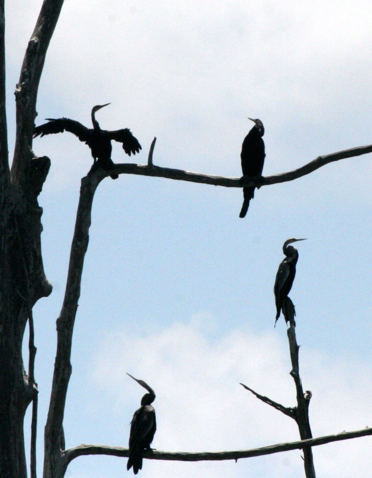 BIRD - ORIENTAL DARTER - TABIN WILDLIFE RESERVE BORNEO (10).JPG