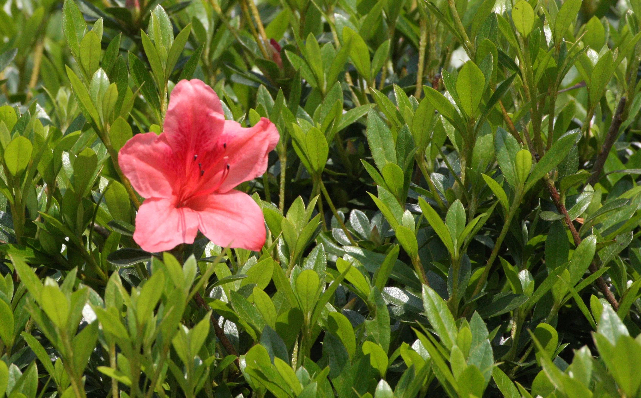 ERICACEAE - RHODENDRON SPECIES - KYOTO KYOUMIZU TEMPLE JAPAN (2).JPG