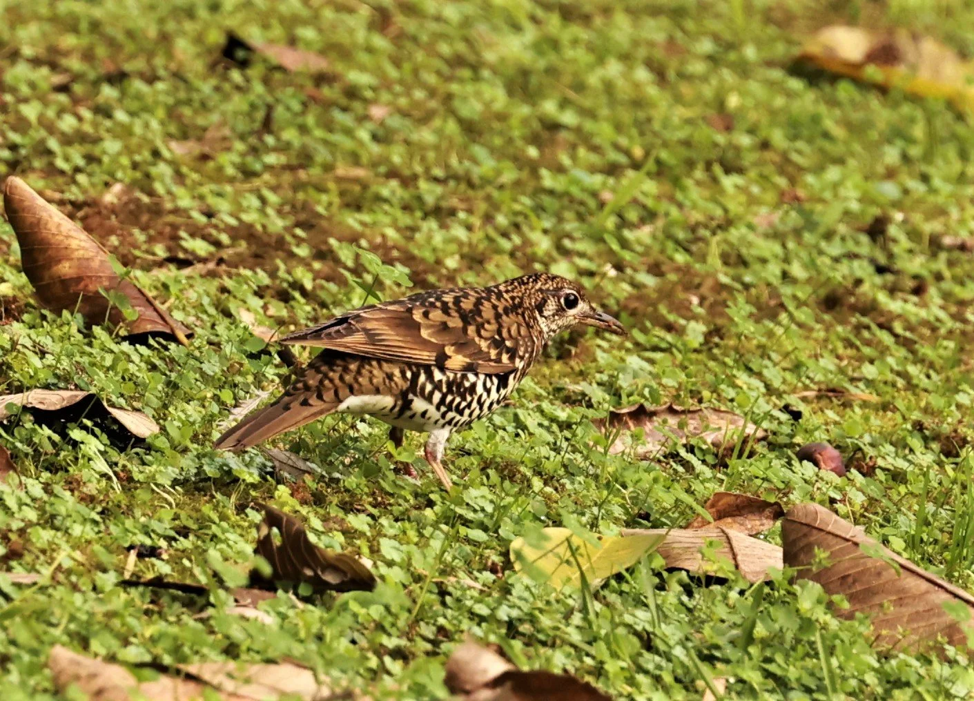 Scaly Thrush (Zoothera dauma) Doi Ang Kang Chiang Mai (23).jpg
